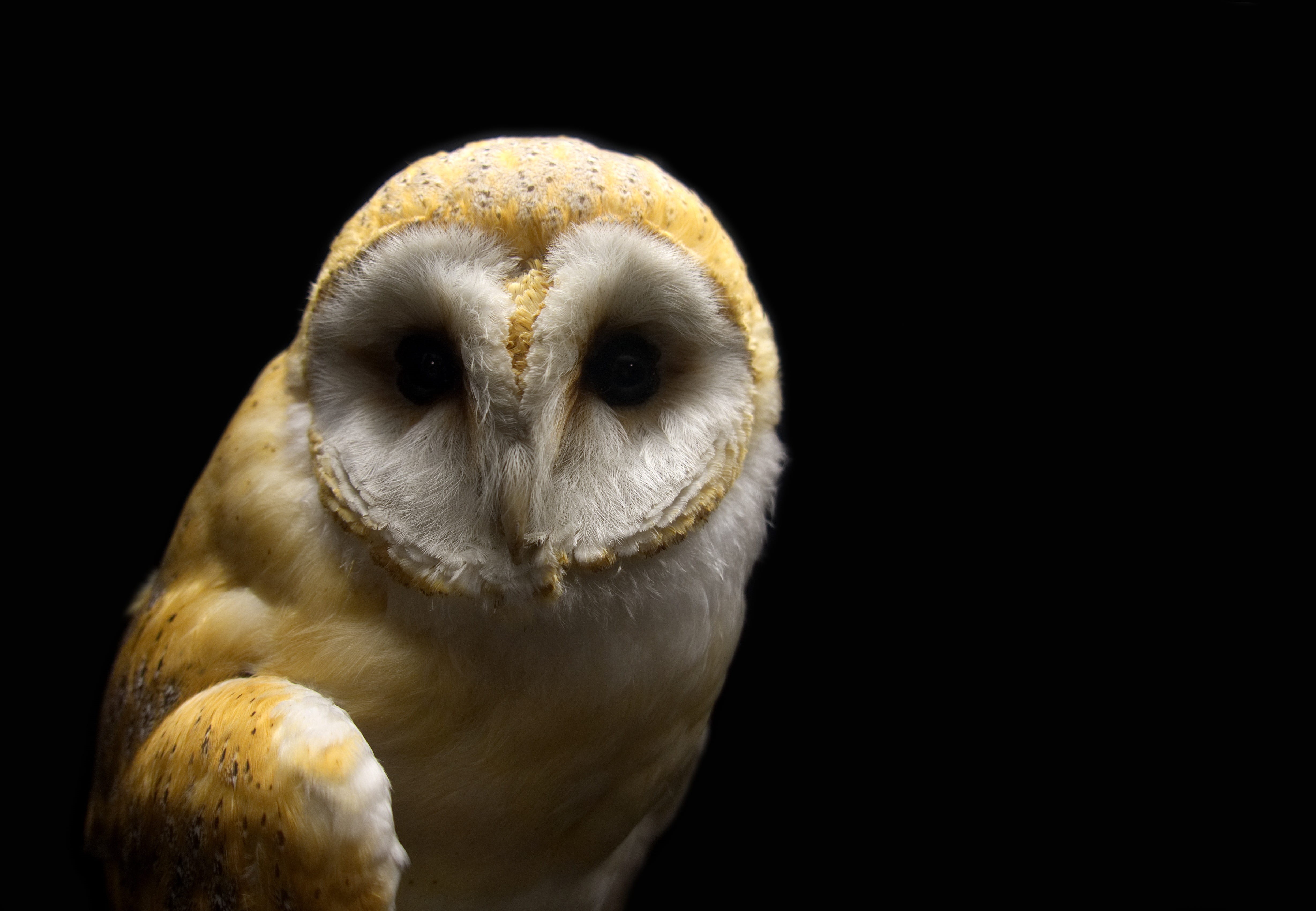 macro, bird, vertebrate, spooky, stealthy, close-up, one animal, hunter, speckled, plumage, barn owl, menace, beak, night, photography, 4K, animal head, HD Wallpaper