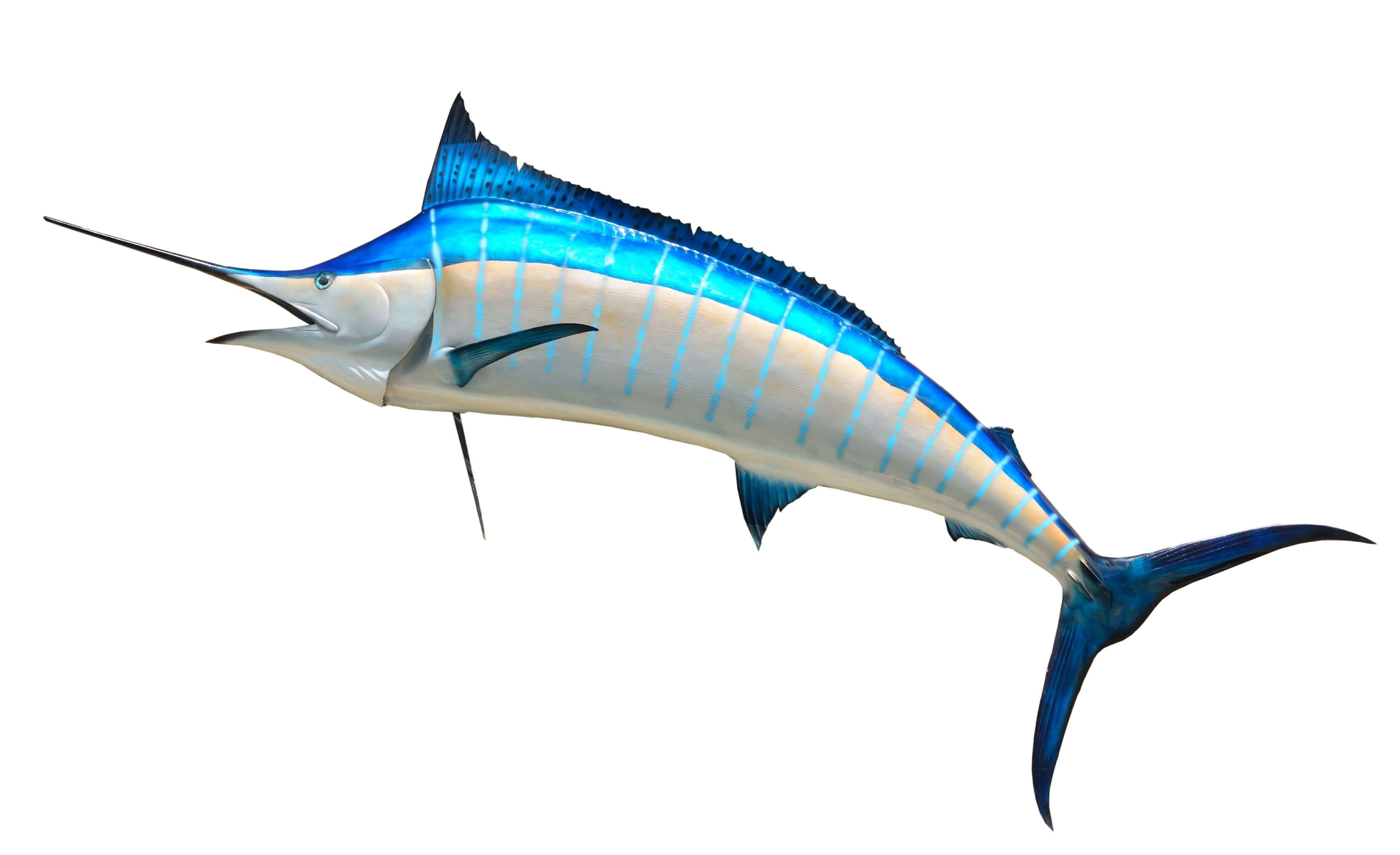 marine, animals in the wild, snout, animal wildlife, studio shot, cut out, background, 4K, sport fishing, blue marlin, stuffed, taxidermy, sport, isolated, HD Wallpaper