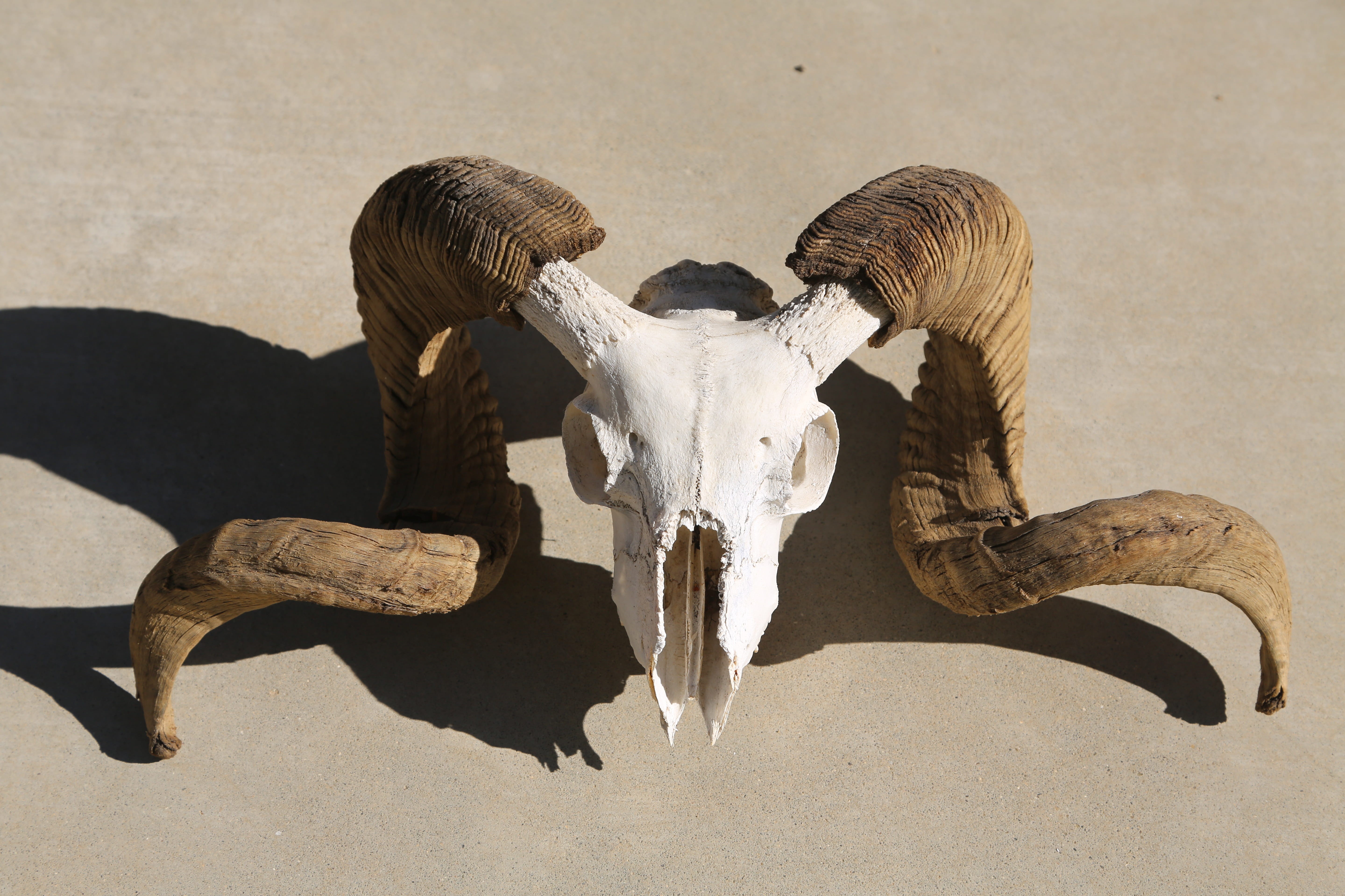 animal themes, shadow, brown, animal head, animal skull, bone, skull, no people, 5K, close-up, animal body part, white, horn, animal, mammal, animal bone, HD Wallpaper