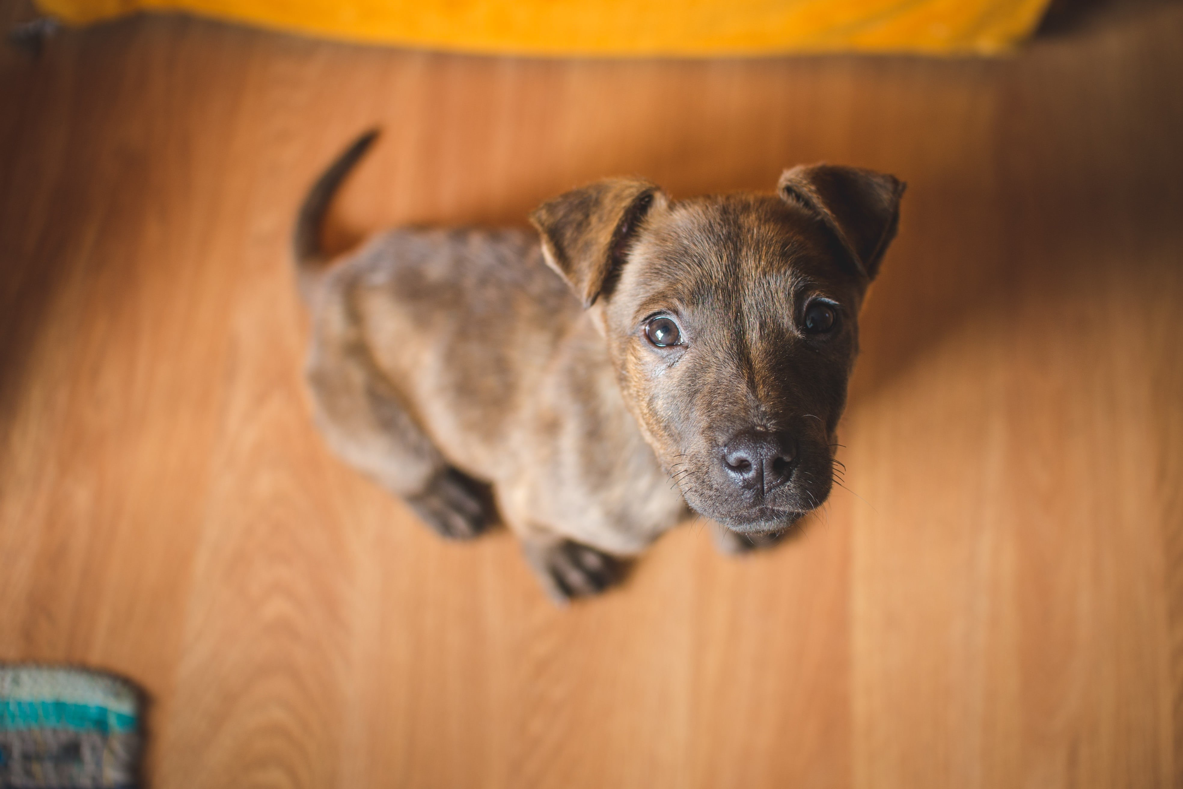 puppy, domestic, portrait, brindle, taxidermy, canine, cute, bull, animal head, looking at camera, flooring, american, one animal, focus on foreground, HD Wallpaper