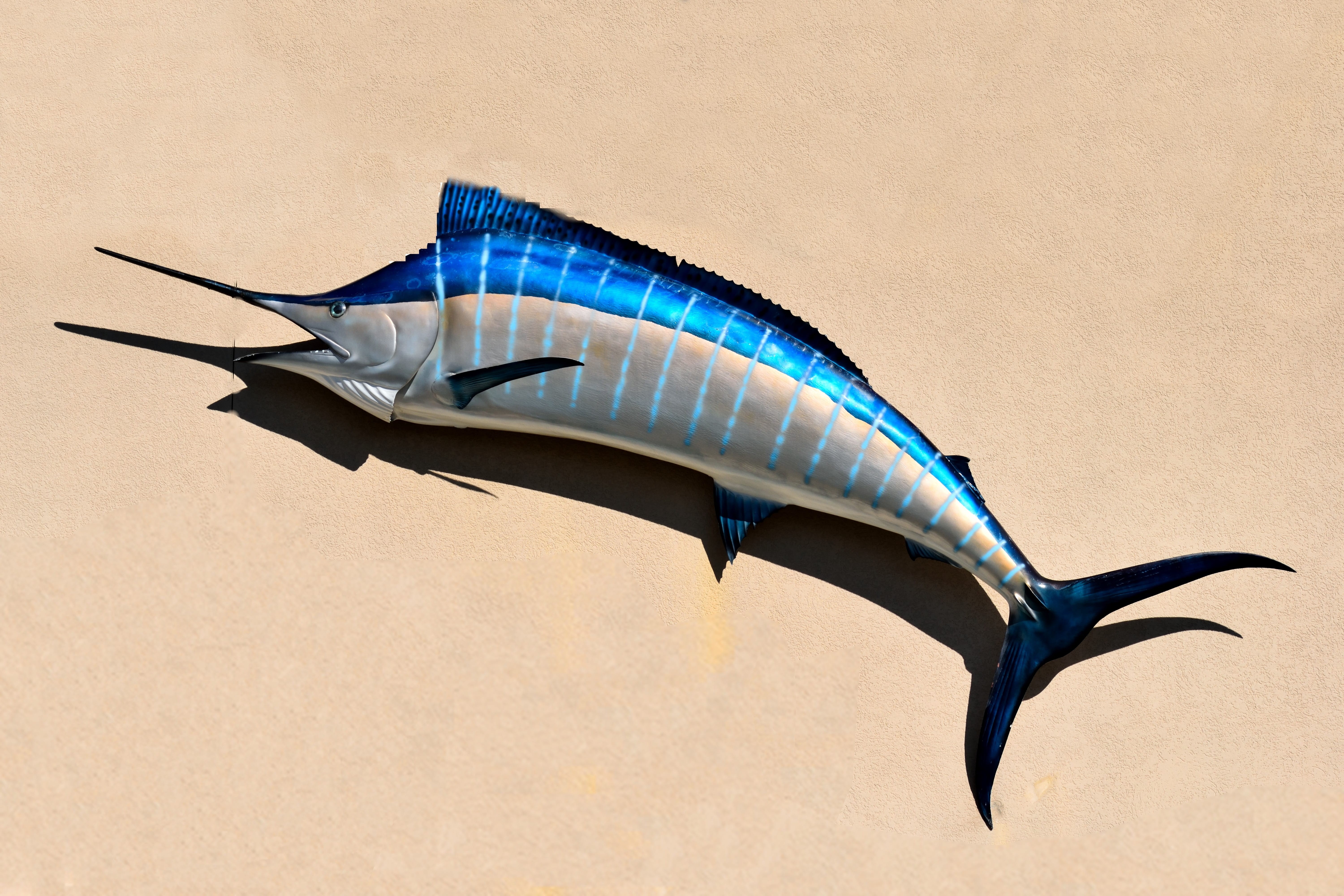 trophy, marine, vulnerability, full length, close-up, copy space, indoors, taxidermy, fishing, big, nature, 5K, salt life, fish mount, game fish, vertebrate, HD Wallpaper