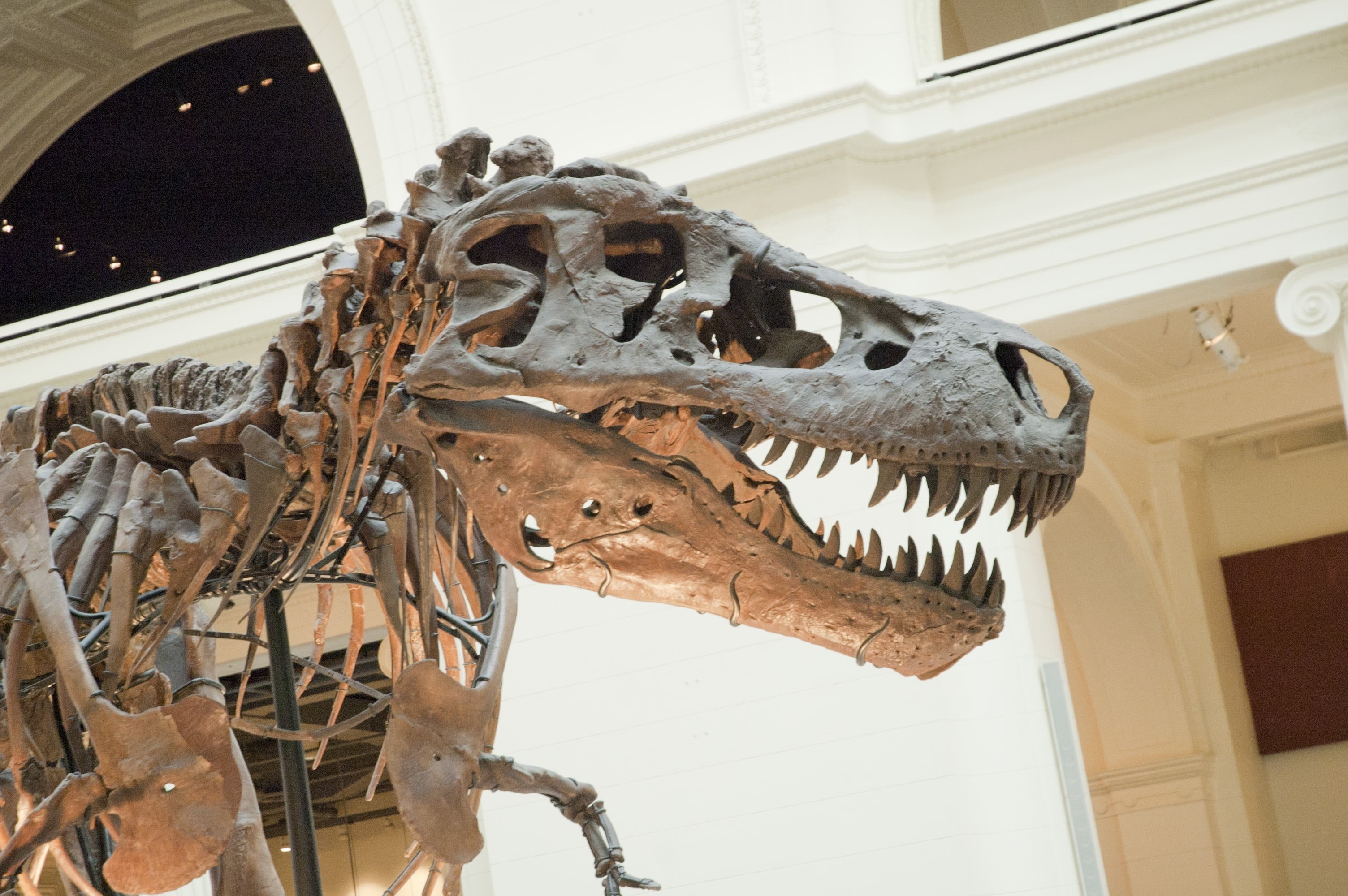 indoors, paleontological, day, animal teeth, architecture, representation, creativity, no people, taxidermy, 2K, museum, ceiling, animal skeleton, animal themes, HD Wallpaper