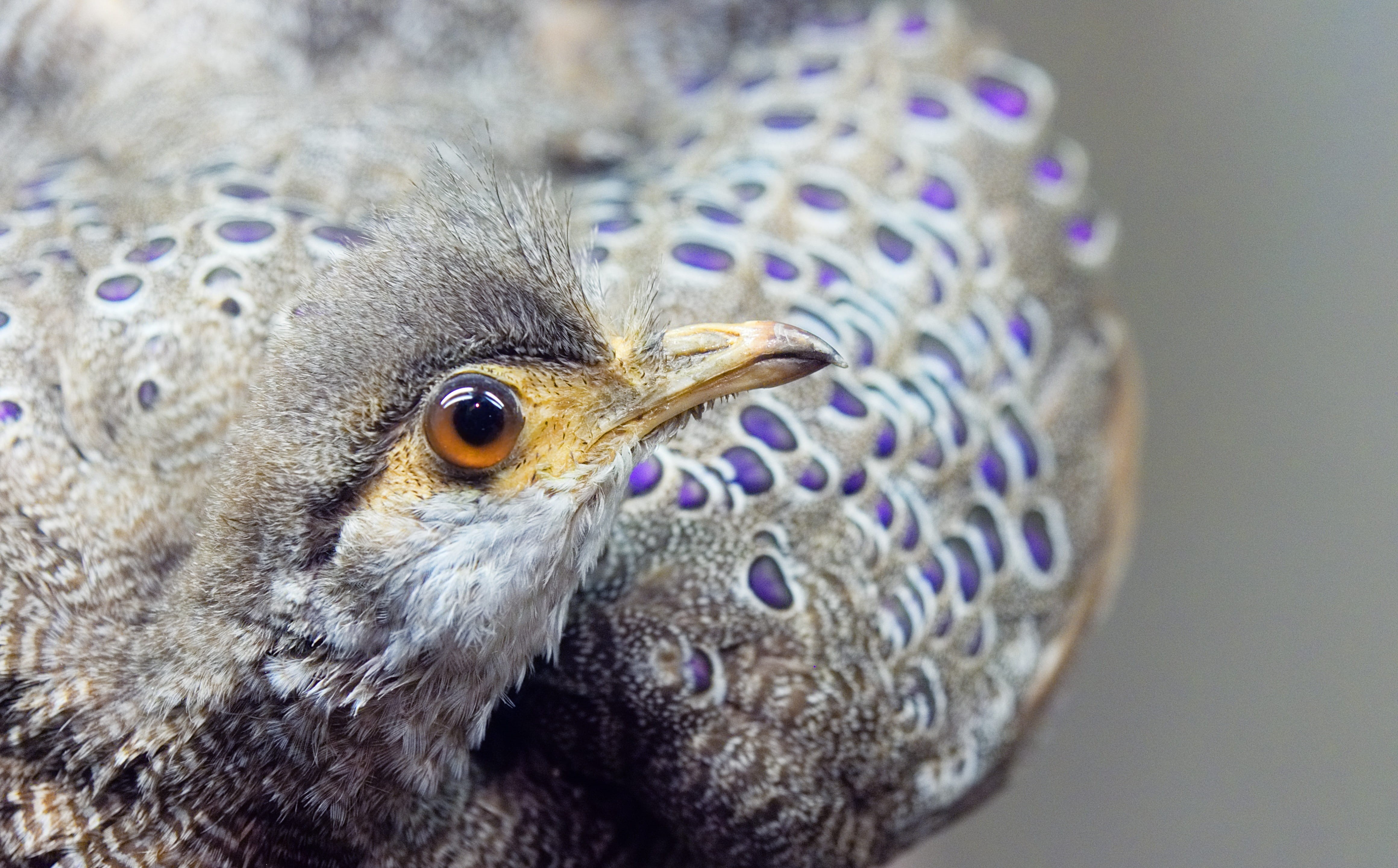 Pheasant, bicalcaratum, animal body part, bird of prey, preservation, eye, eyespot, photo, fauna, close-up, nature, museum, animal themes, observe, polyplectron, HD Wallpaper