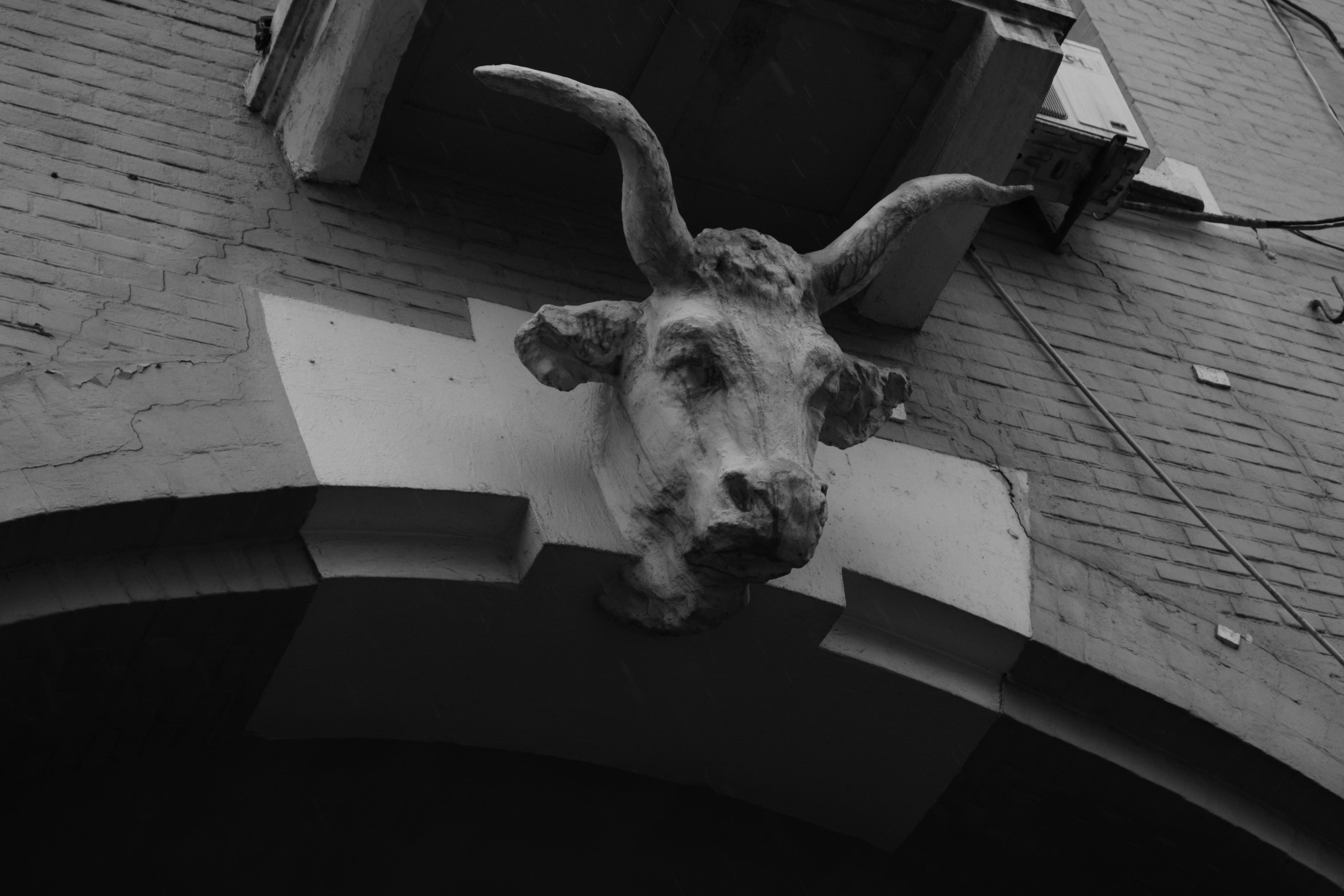 neat, ox, bullock, domestic animals, animal wildlife, animal themes, animal skull, 4K, horned, low angle view, one animal, ukraine, taxidermy, head, detail, HD Wallpaper