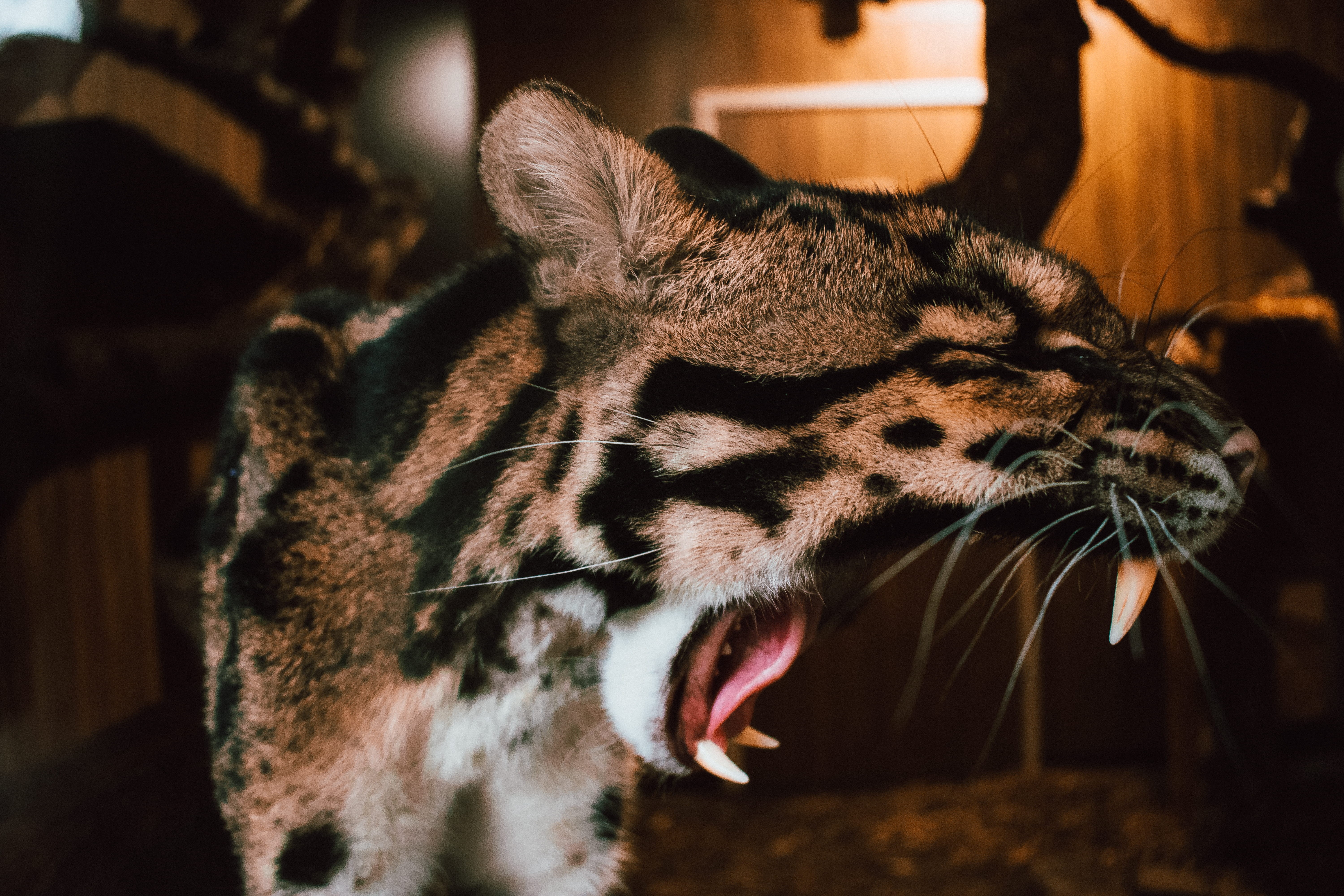 yawning, tiger, manx, mouth open, big cat, animal wildlife, close-up, wildlife, no people, snarling, ocelot, panther, animals in the wild, animal mouth, HD Wallpaper