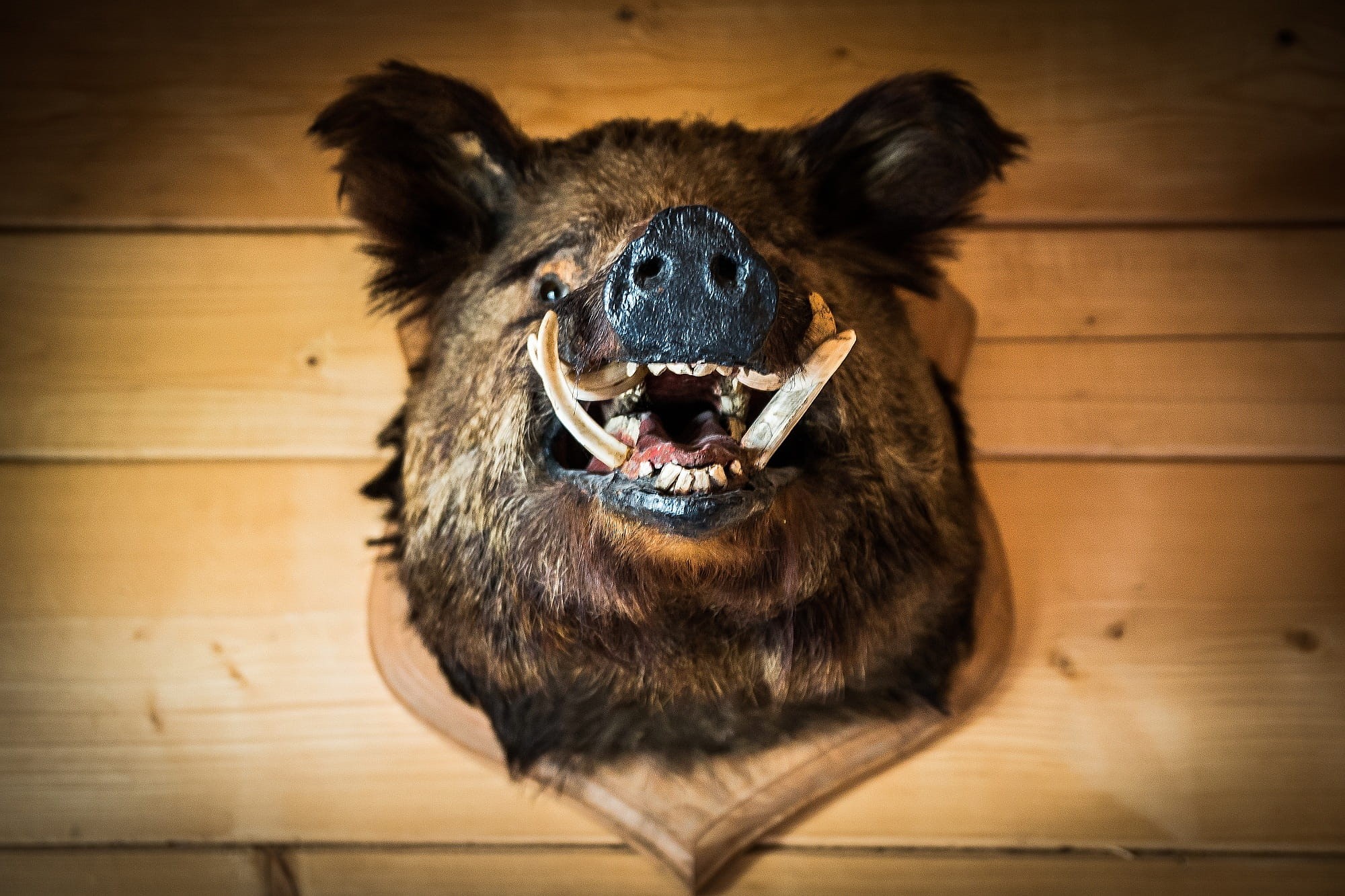 zeromski, animal, mount, front view, animal wildlife, pets, indoors, mammal, animal head, portrait, the head of the boar, focus on foreground, one animal, HD Wallpaper