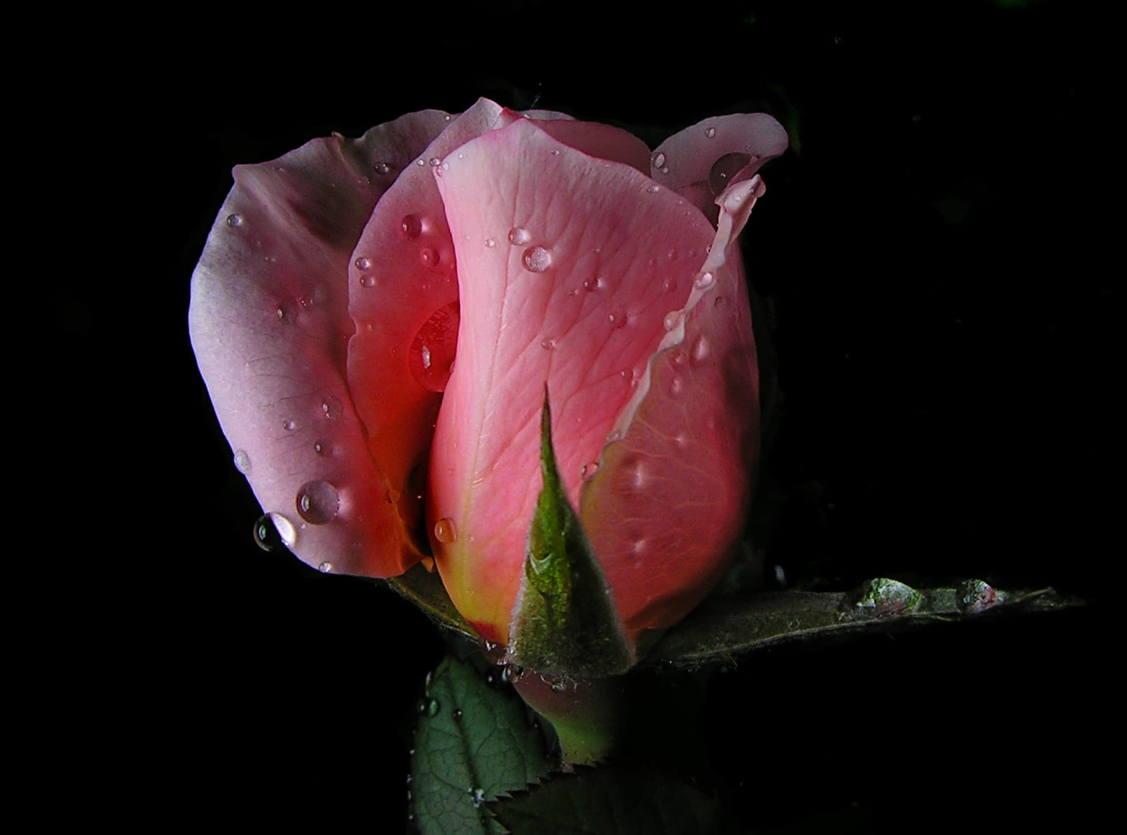 green  leaf, petal, flower, Idol, shallow focus, Smörgåsbord, droplets, Macro, drops, shoot, focus, point, rose, pink, Competition, shallow, plant, beauty In Nature, HD Wallpaper
