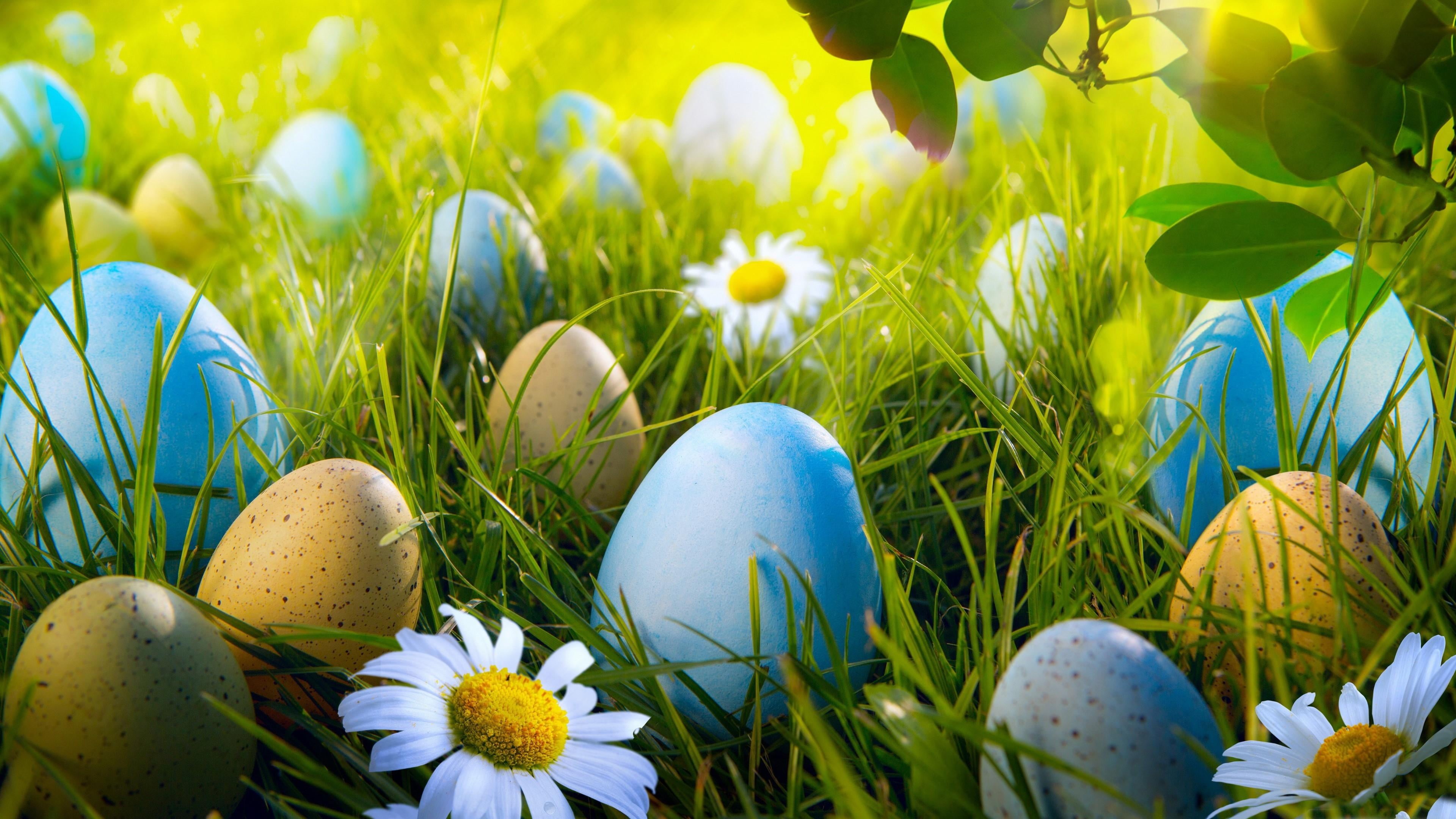 growth, springtime, easter, nature, outdoors, happy easter day, freshness, plant, land, crocus, grass, close-up, fragility, sunray, vulnerability, flowering plant, HD Wallpaper