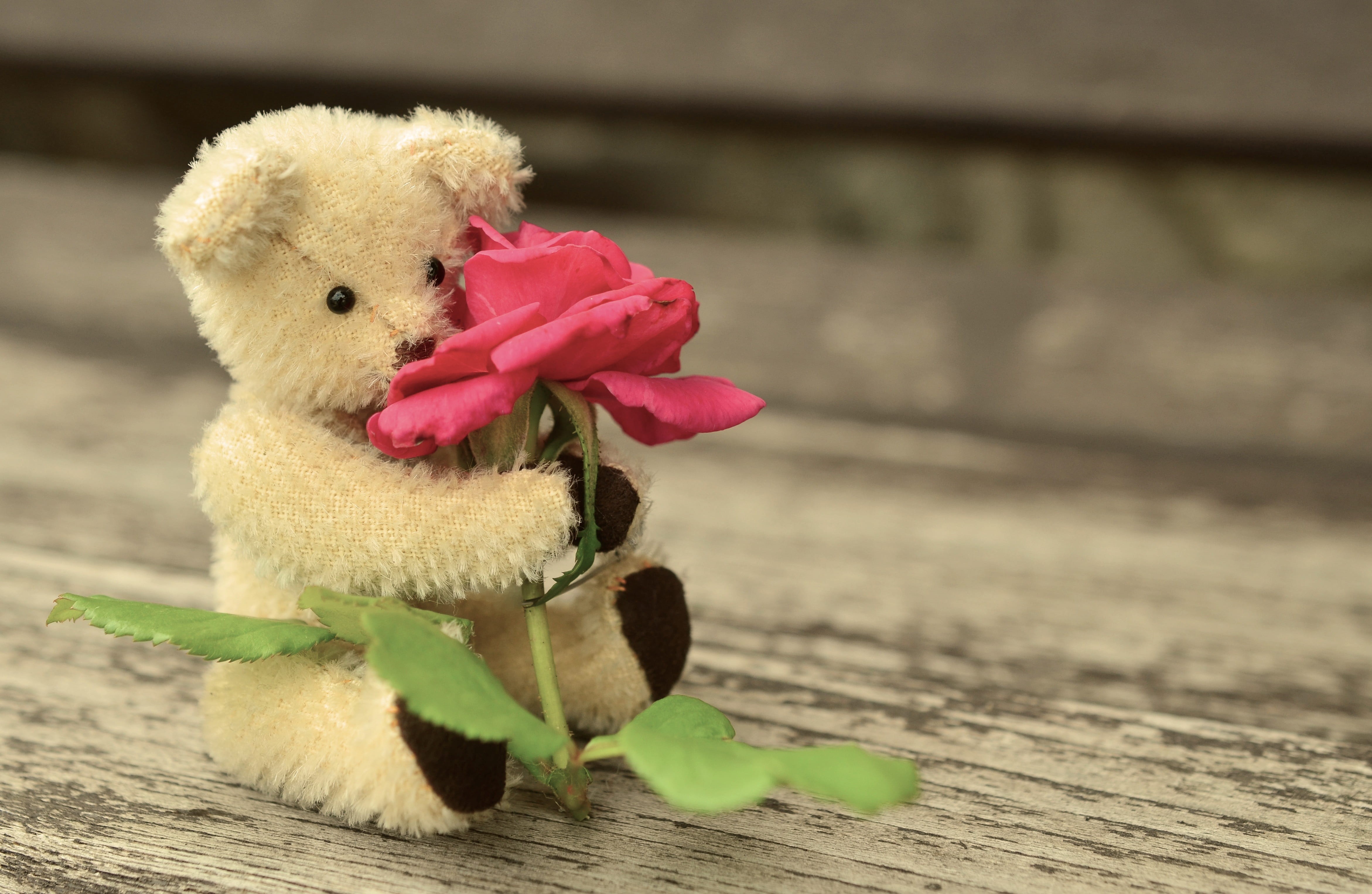bear, love, nature, still life, close-up, white, animal representation, holding, focus on foreground, plush, tenderness, atmosphere, softness, pink color, HD Wallpaper
