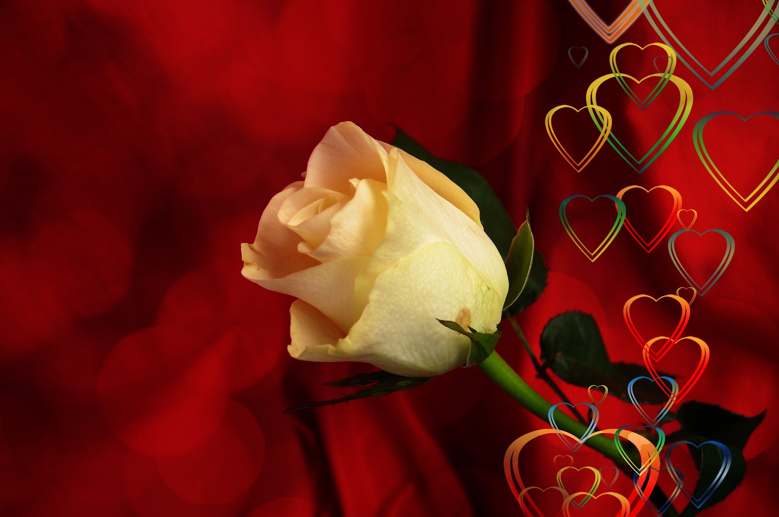 romantic, vulnerability, postcard, abstract, heart, plant, decor, 1080P, festival, flora, no people, beauty in nature, loyalty, petal, valentines day, HD Wallpaper