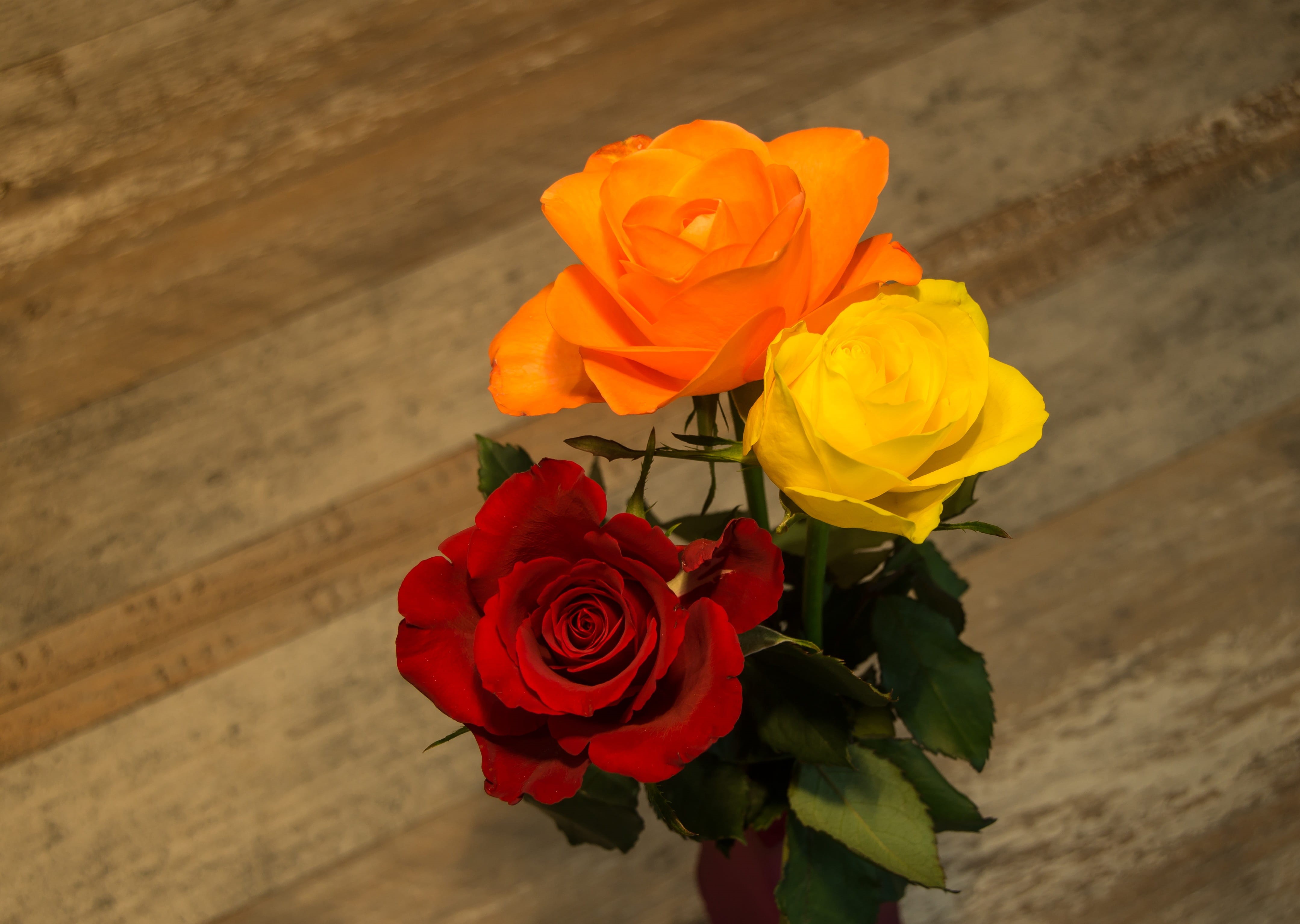 petal, feelings, wedding, affection, luck, inflorescence, flora, yellow, emotion, love, high angle view, flower arrangement, plant, no people, nature, valentines day, HD Wallpaper