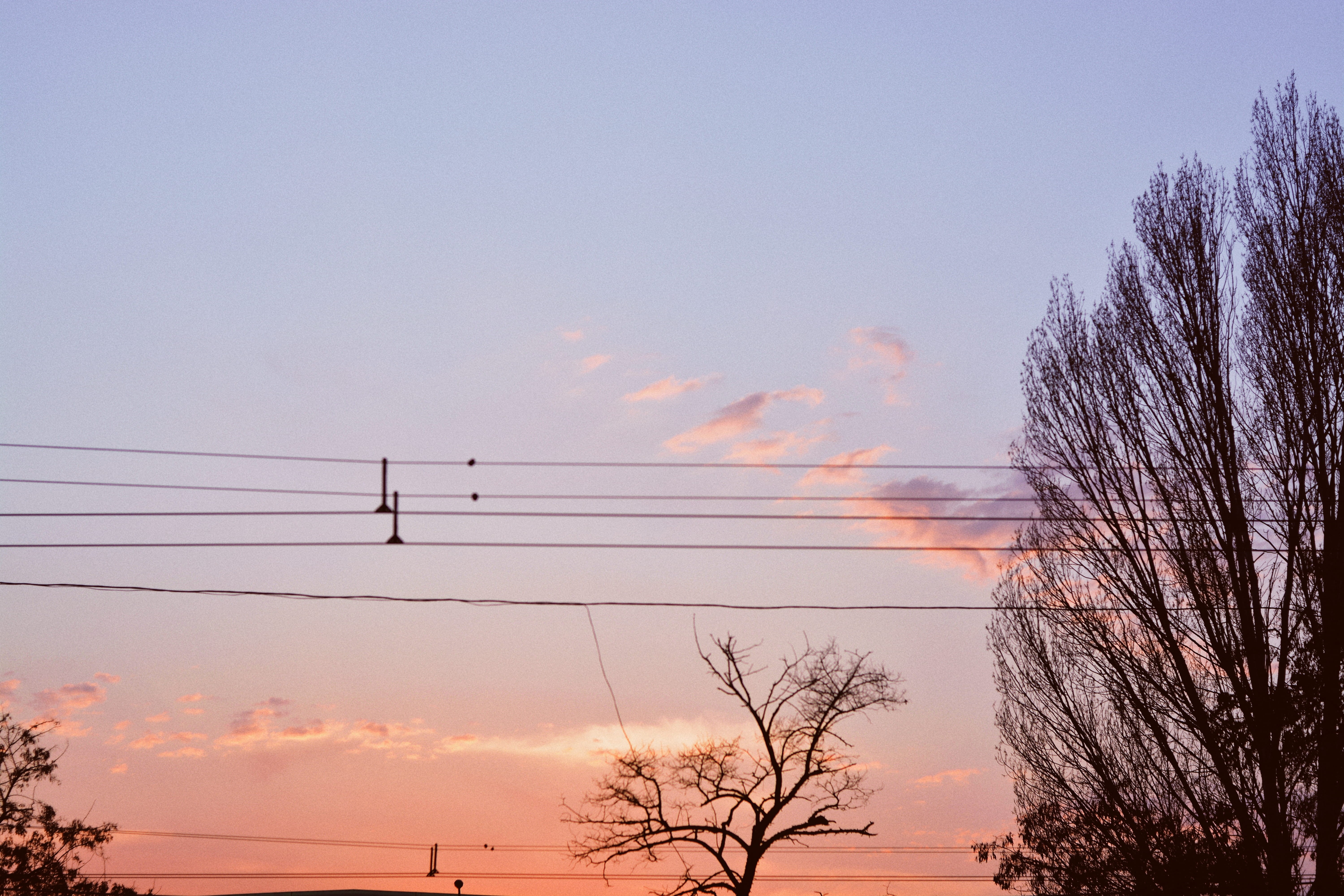  plant, sunlight, animals in the wild, flock of birds, 5K, power supply, cloud - sky, sun, background, vertebrate, tree, light, telephone line, HD Wallpaper