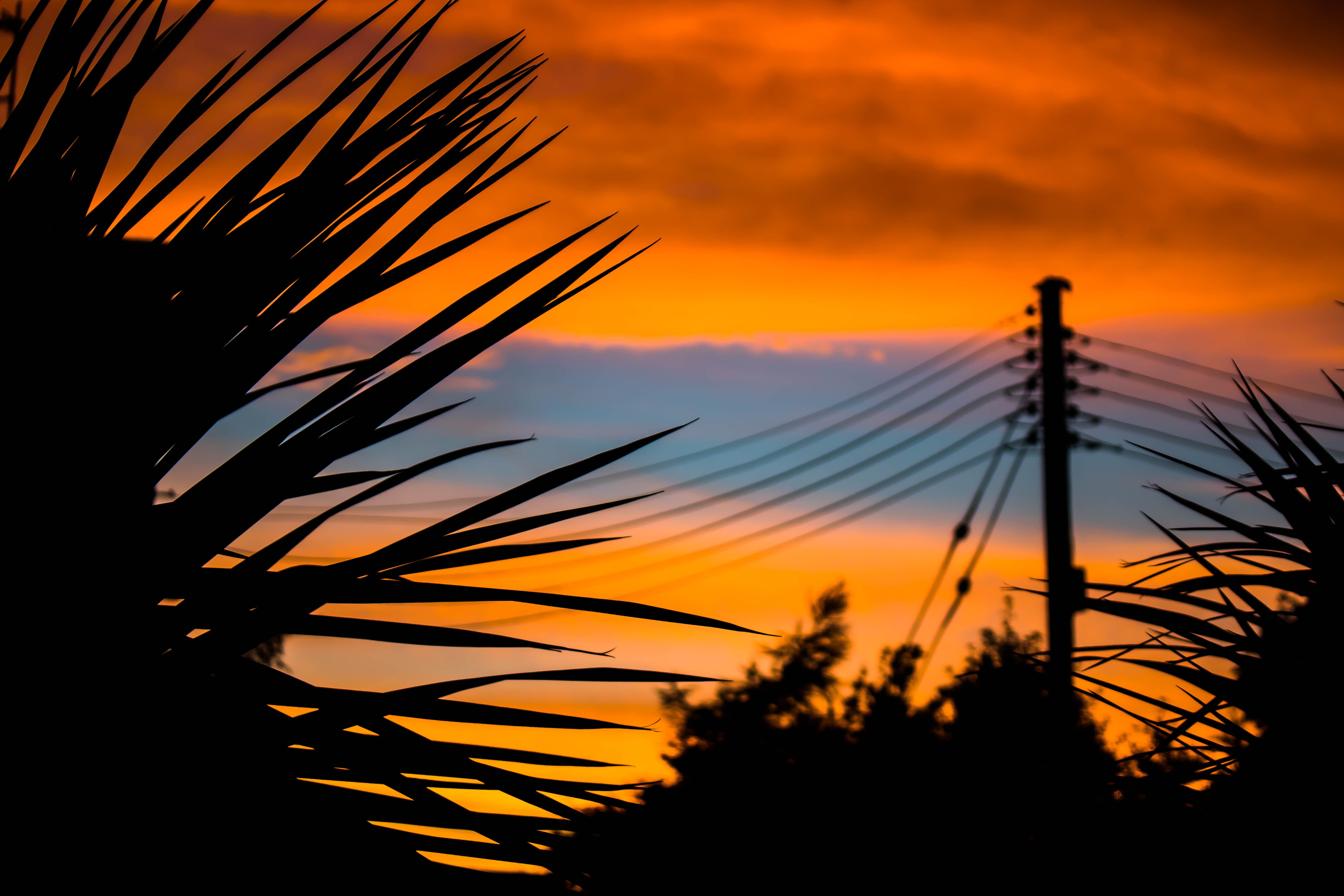 dramatic sky, landscape, golden, beauty in nature, palm tree, line, utility pole, dusk, red sky, dawn, outdoors, low angle view, tranquil scene, silhouette, HD Wallpaper