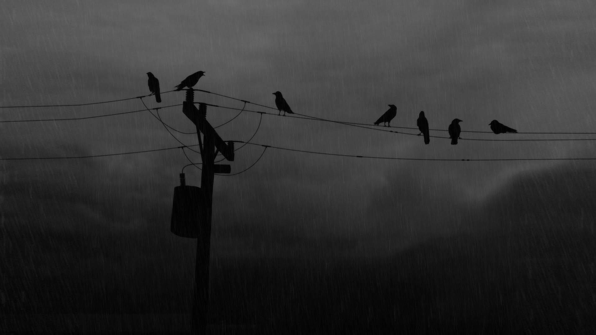 raven, 1080P, power lines, utility pole, birds, HD Wallpaper