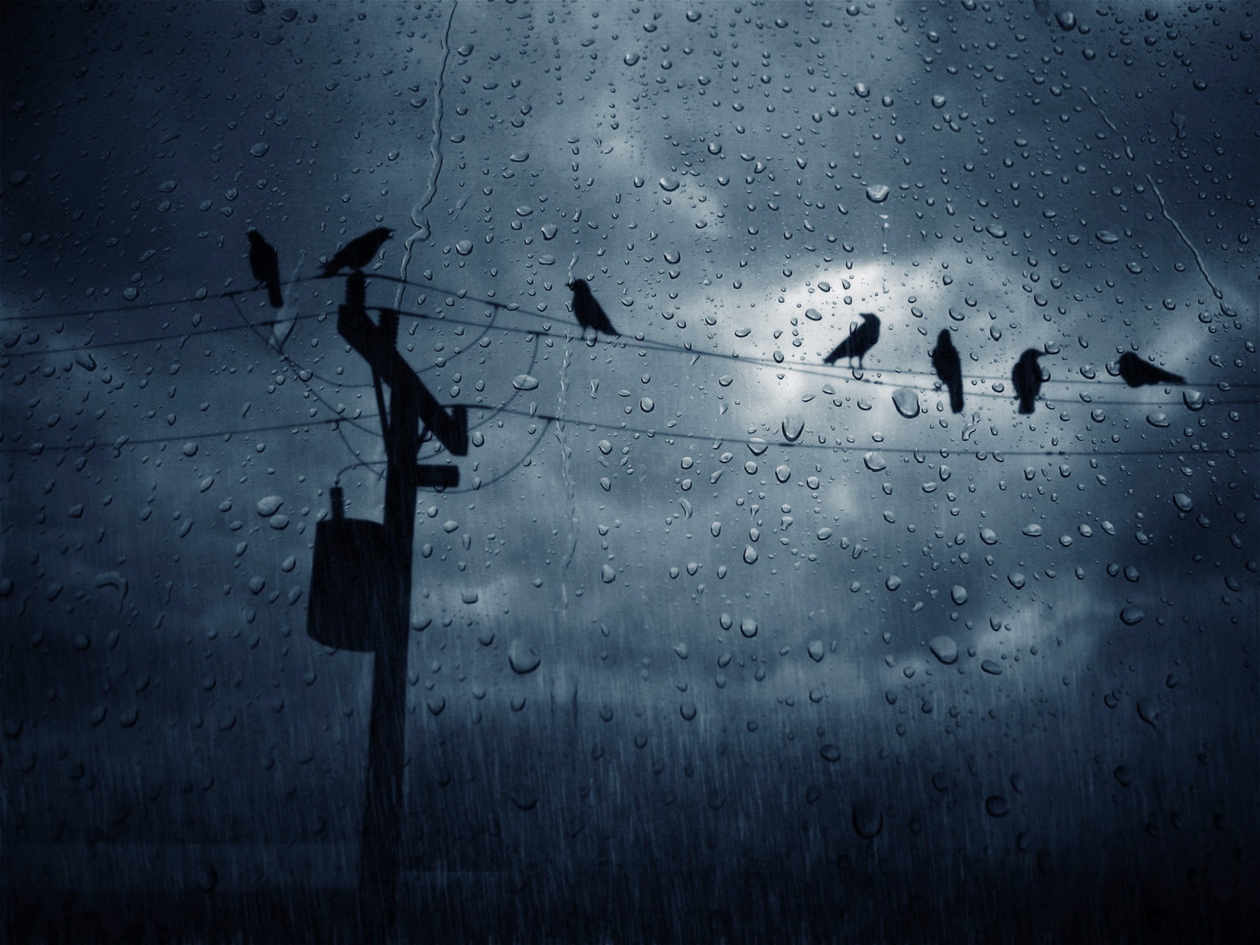 birds, rain, 2K, water drops, power lines, clouds, dark, utility pole, overcast, HD Wallpaper