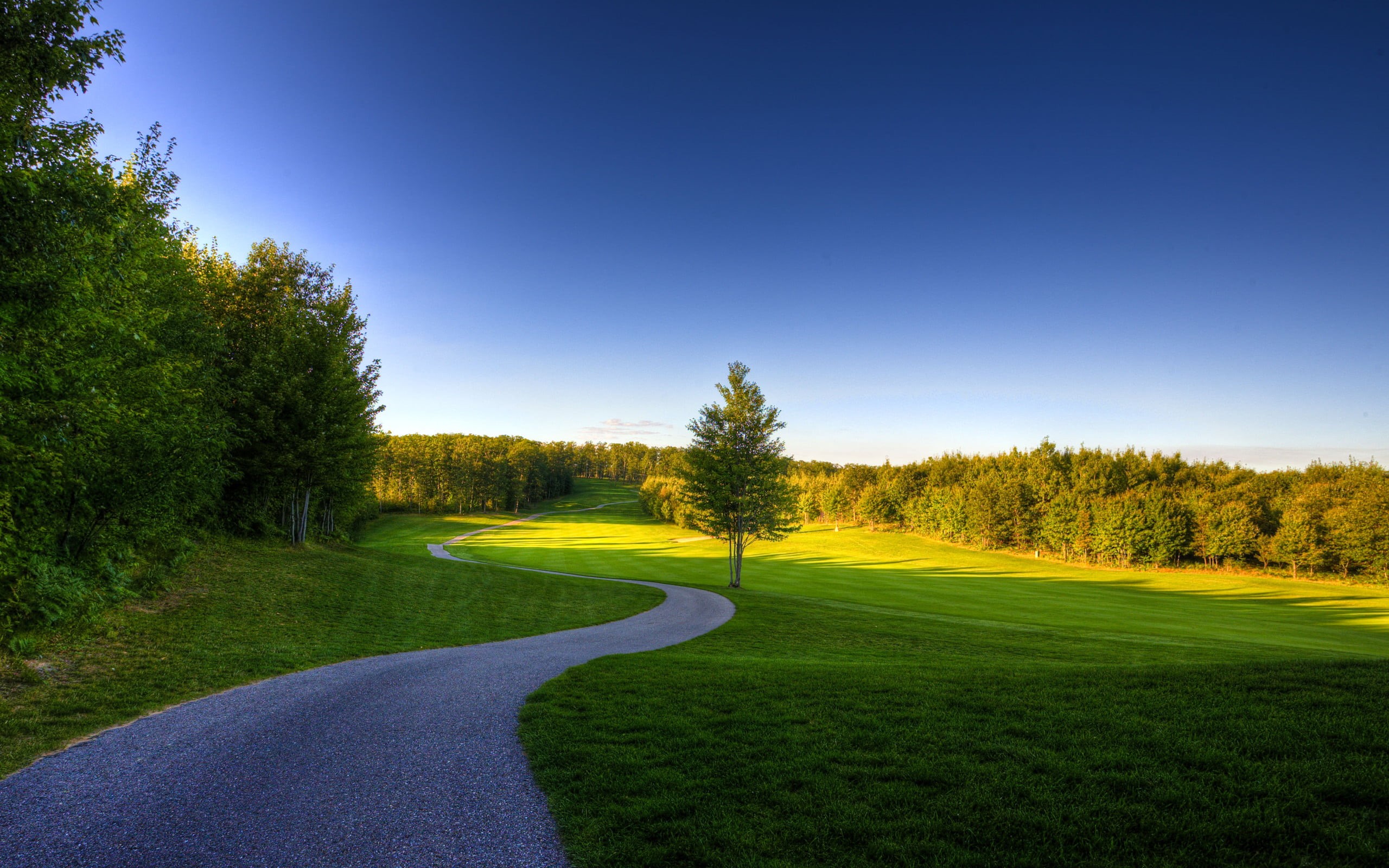 day, plant, summer, nature, outdoors, green color, pine trees, grass, land, 2K, tree, sky, golf course, golf, beauty in nature, clear sky, sport, green - golf course, HD Wallpaper