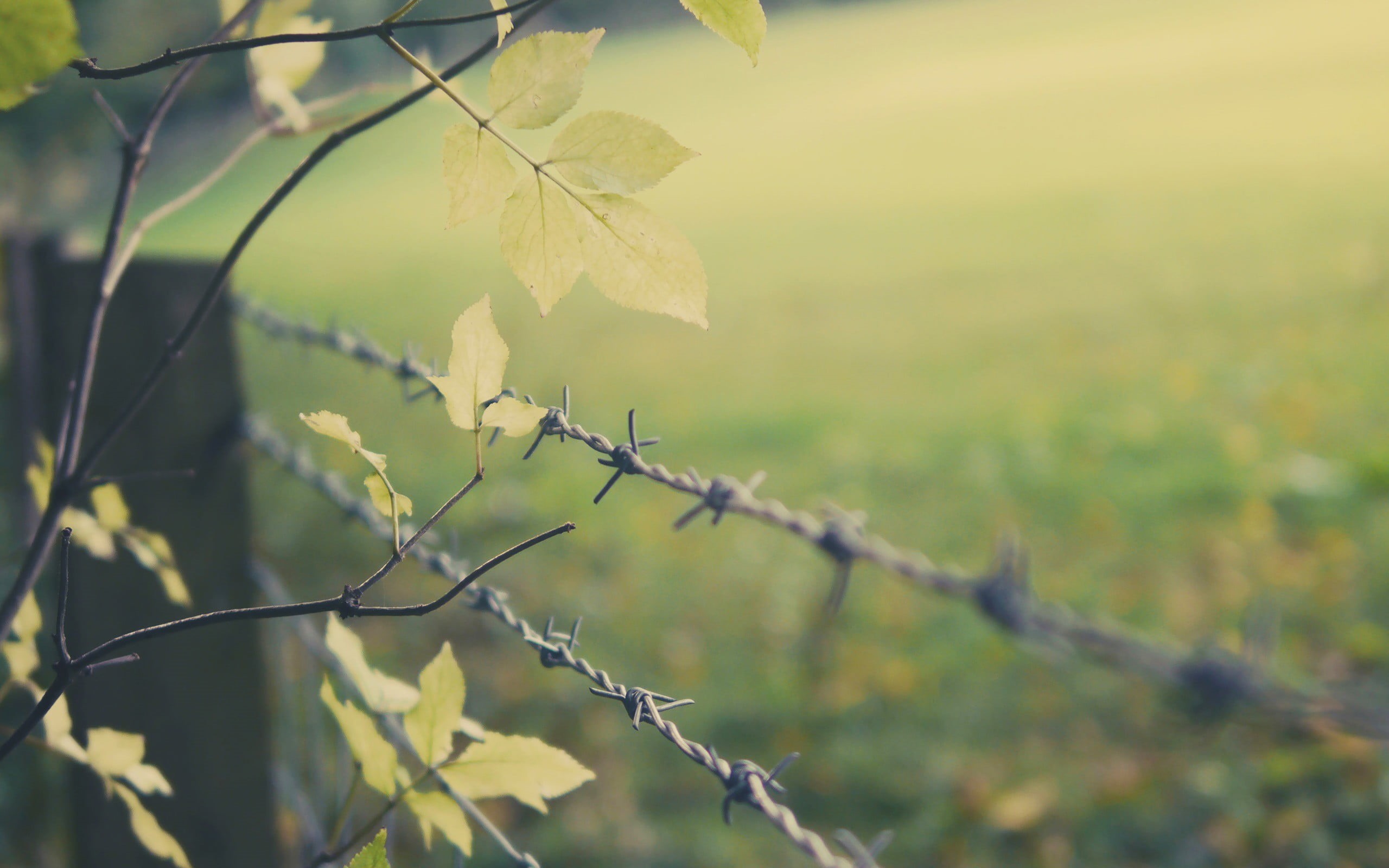 vibrant Color, woodland, light - Natural Phenomenon, trees, barbed wire, plant, scenics, safety, protection, color Image, multi Colored, metal, depth of field, HD Wallpaper