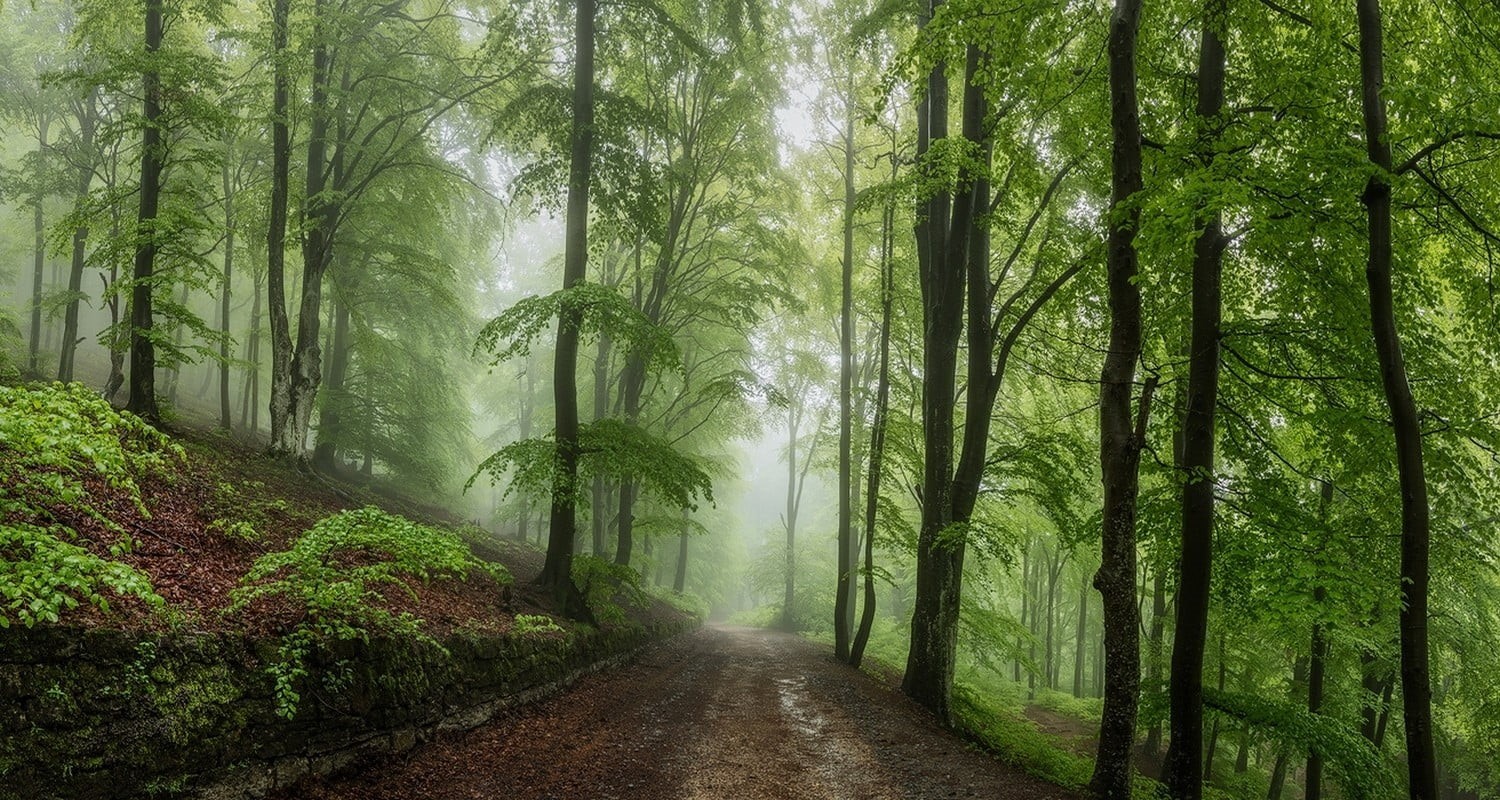 metal, green, glass, shrubs, diminishing perspective, no people, table, the way forward, treelined, plant, fog, rainforest, road, footpath, mist, direction, HD Wallpaper