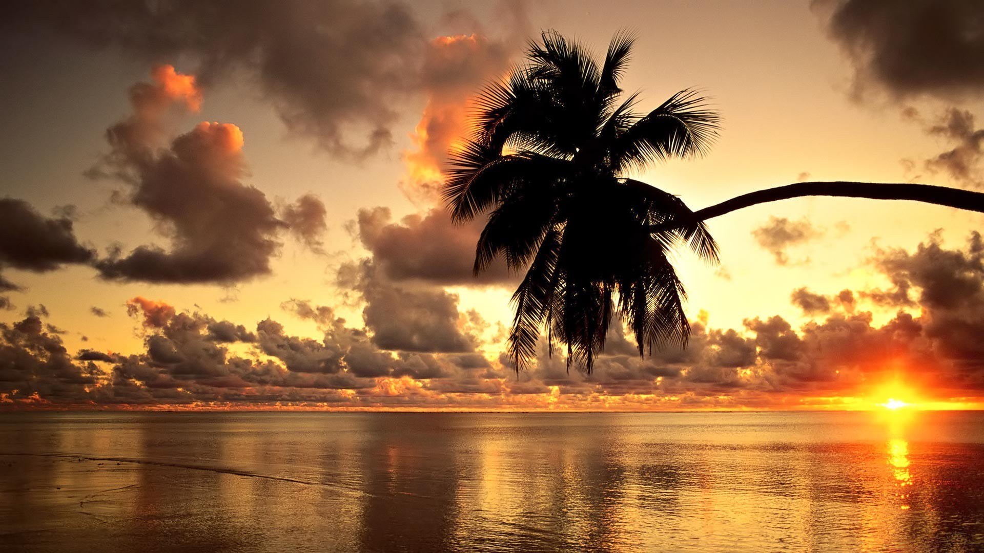 tropical tree, beauty in nature, silhouette, landscape, outdoors, plant, nature, tranquil scene, sunlight, clouds, trees, palm trees, no people, tree, horizon over water, HD Wallpaper