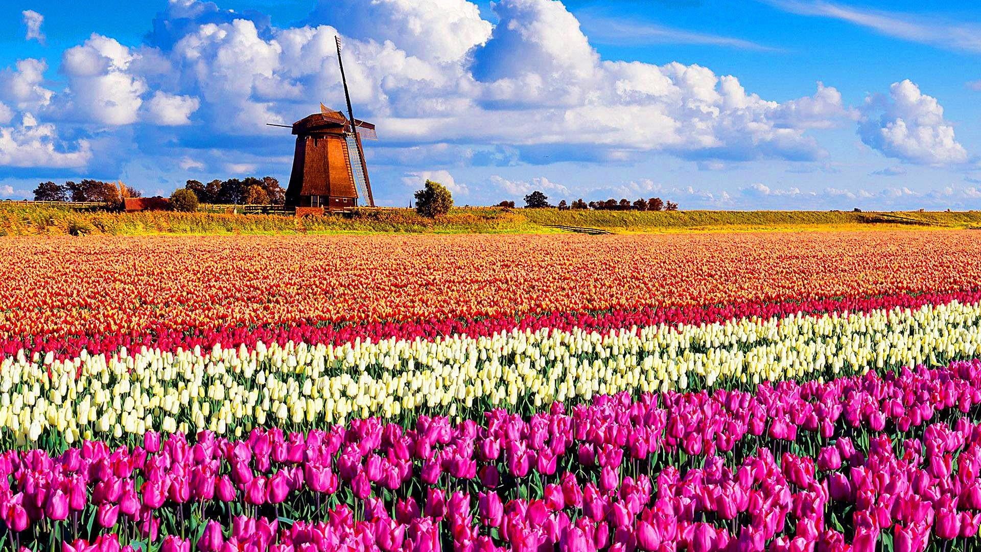 wind power, meadow, tranquil scene, flowerbed, field, 1080P, cloud - sky, tulip, purple, landscape, spring, rural scene, wind turbine, growth, environment, HD Wallpaper