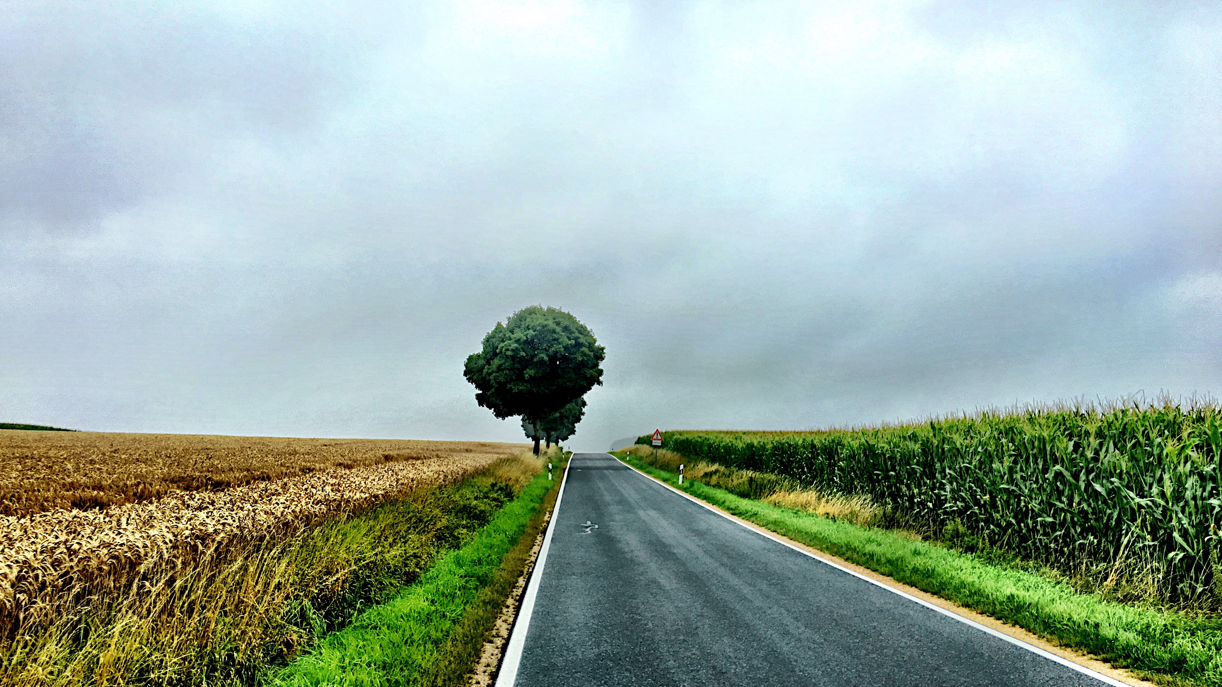 Way, Rural, Altmühltal, Berge, Heaven, agriculture, Nature, Baum, Bayern, rural Scene, outdoors, Natur, Tree, Street, black, Rainy, Kornfeld, 4K, Yellow, HD Wallpaper
