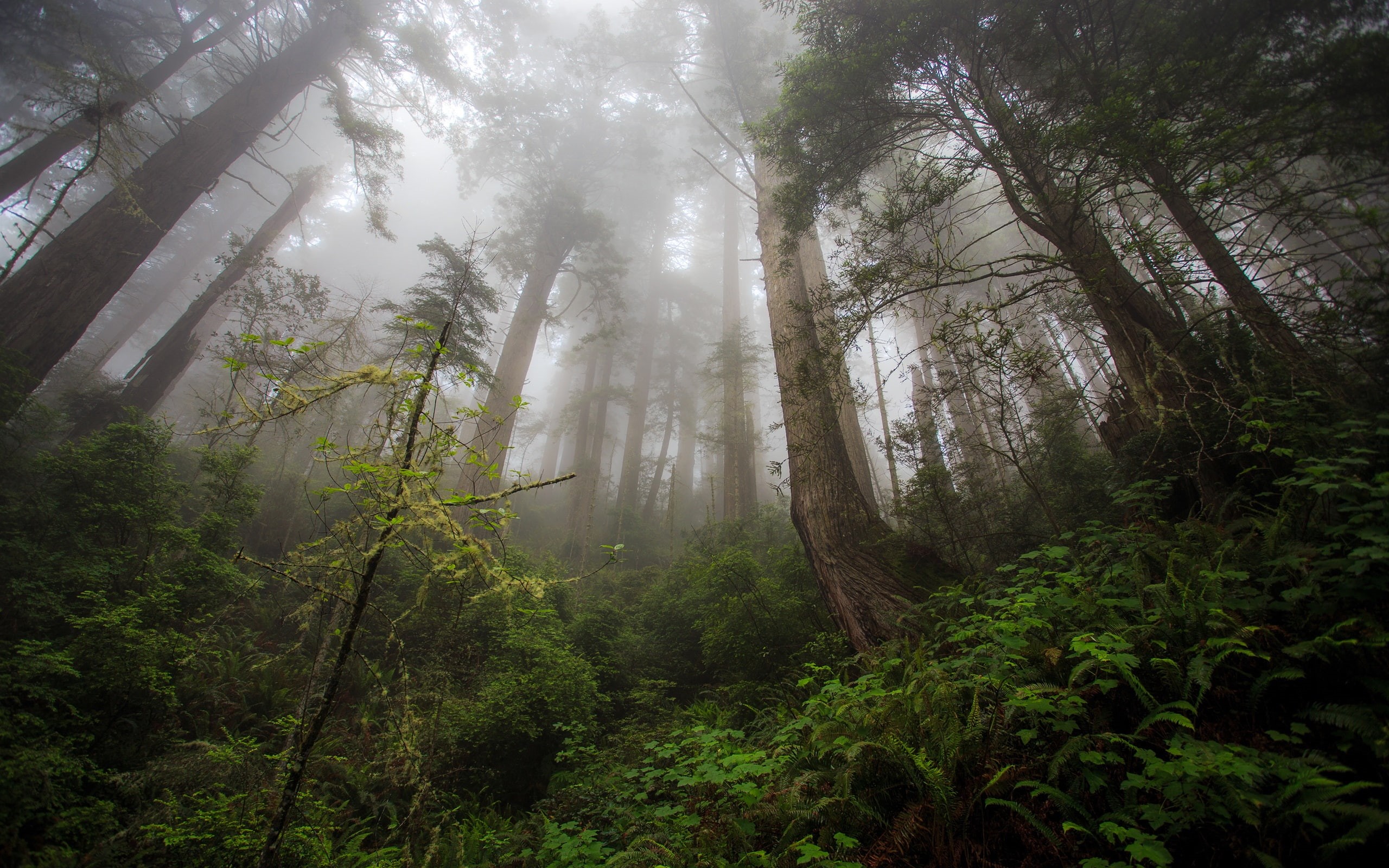 Redwood, Fog, 2K, California, Heaven, Northern, Trees, HD Wallpaper