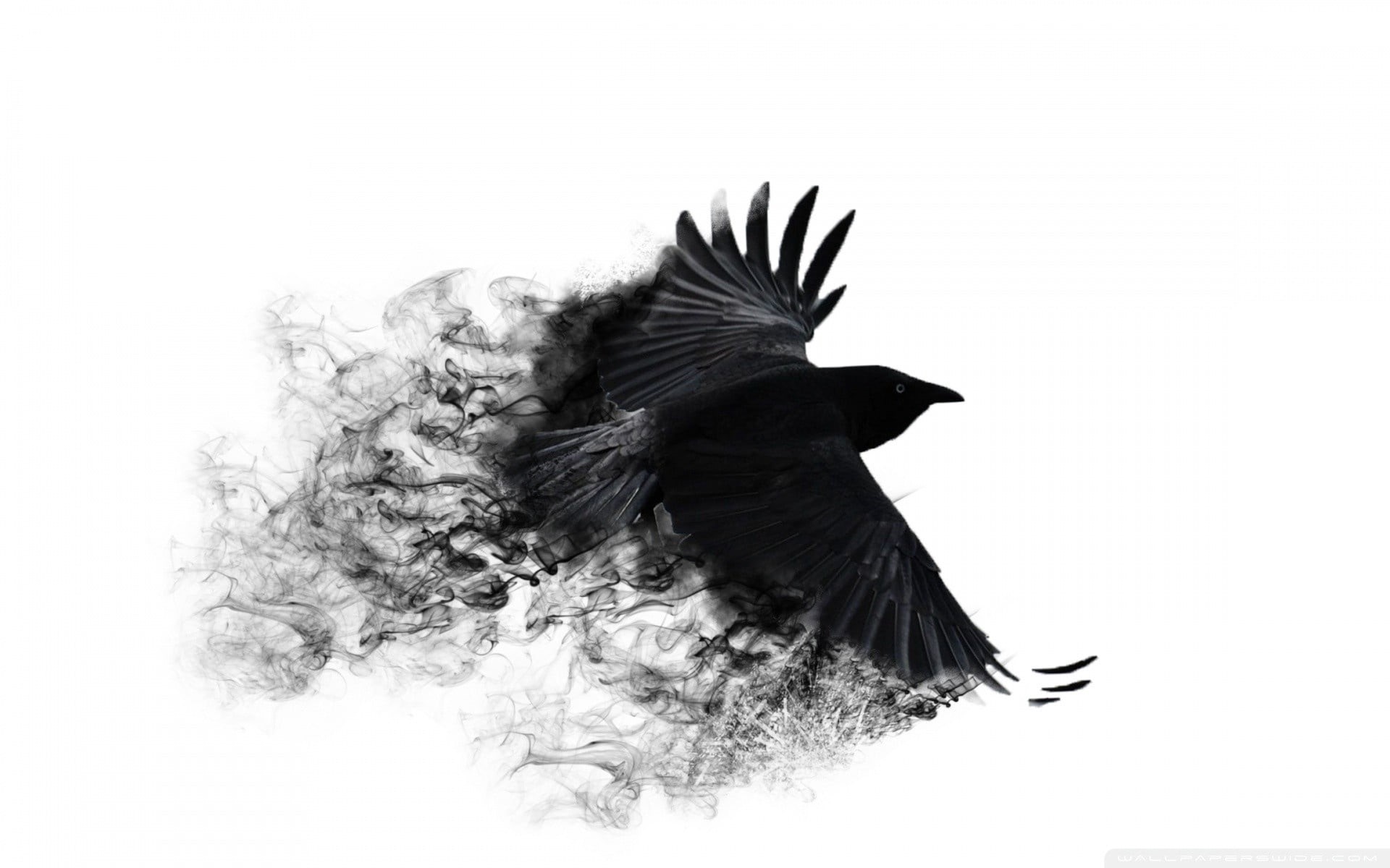 beak, black Color, animal wildlife, one Animal, wings, no People, wildlife, motion, bird swing, mid-air, bird, white, pigeon, flying, black, black And White, HD Wallpaper