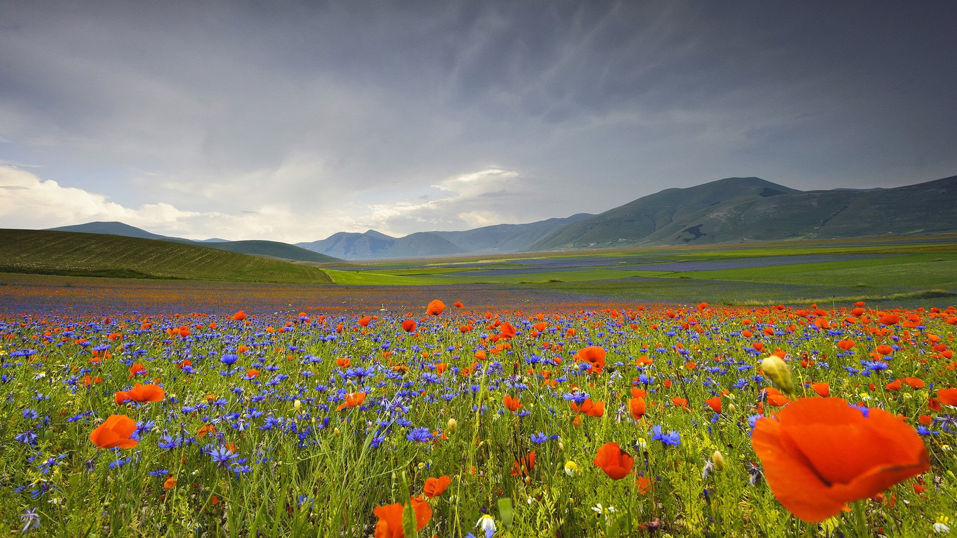 springtime, plain, meadow, petal, flowerbed, lawn, weather, growth, countryside, outdoor, flowering plant, land, season, tranquil scene, cloud - sky, sky, HD Wallpaper
