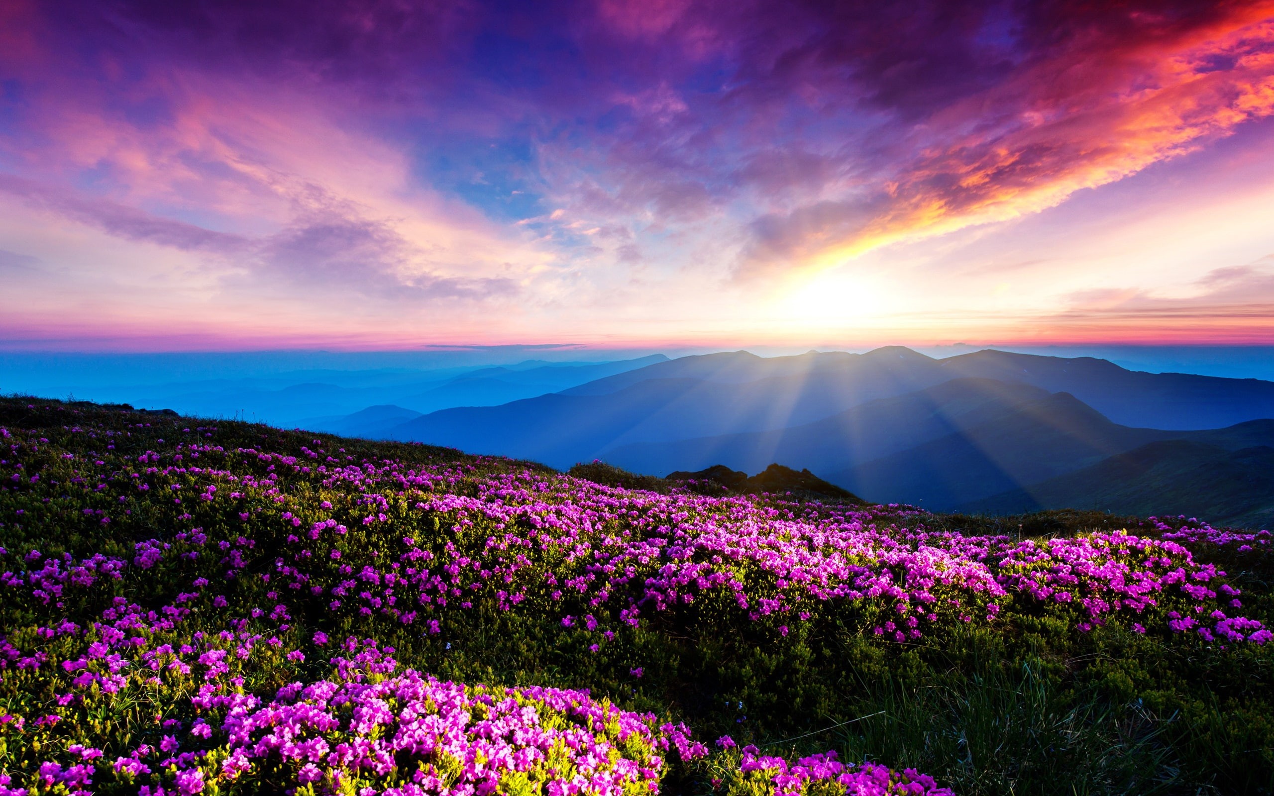 Clouds, Sunset, Purple, Mountains, Flowers, 2K, Rays, Sky, HD Wallpaper