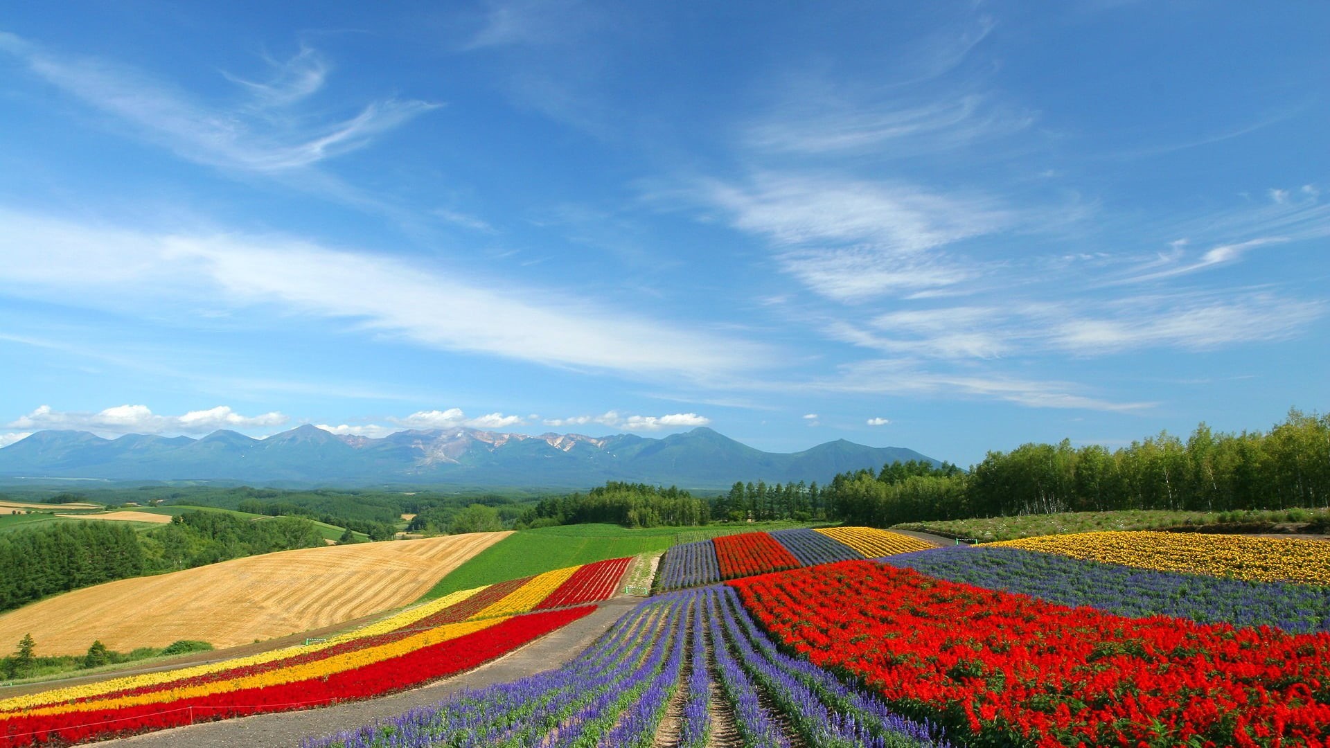 flower, day, agriculture, growth, rural scene, cloud, horizon, scenery, sky, summer, plant, rural, weather, land, 1080P, outside, tranquil scene, road, HD Wallpaper