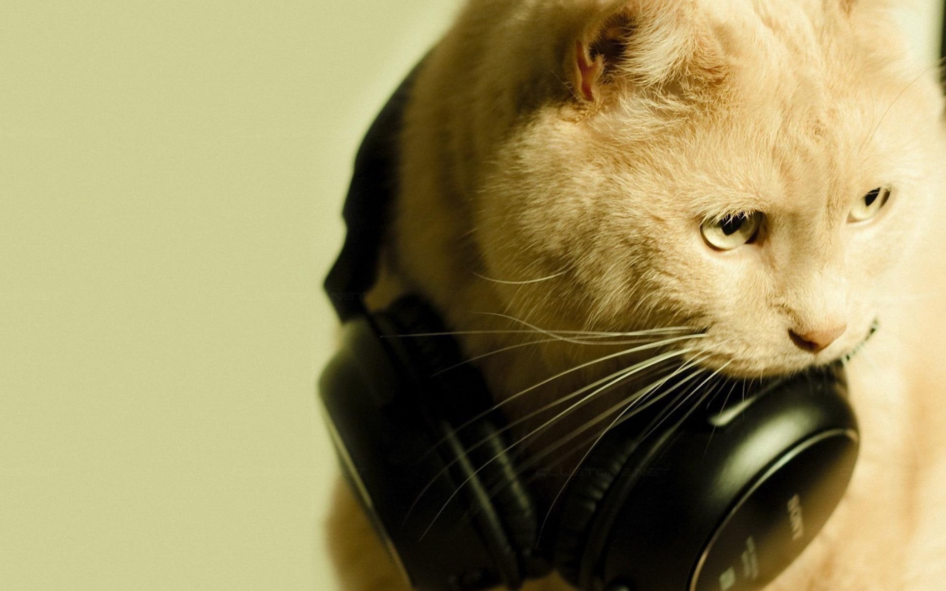 trance, skyphoenixx1, kitty, nice, fantastic, dj, dj kitty, picture, 1080P, entertainment, music, animals, beautiful, HD Wallpaper
