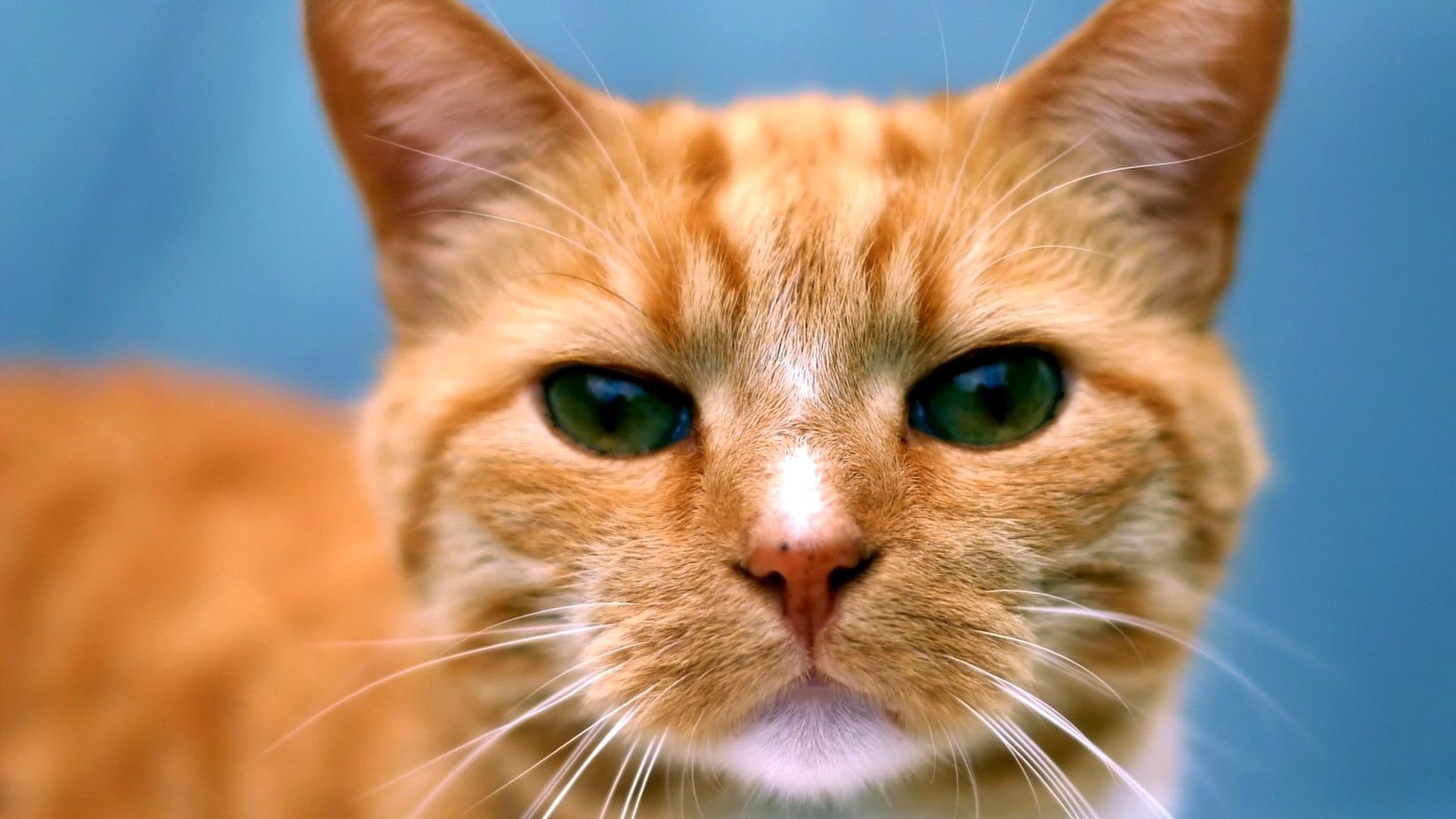 nice, animals, ginger, pretty, skyphoenixx1, kittens, wallpa, 1080P, amazing, picture, cat, beautiful, fantastic, HD Wallpaper