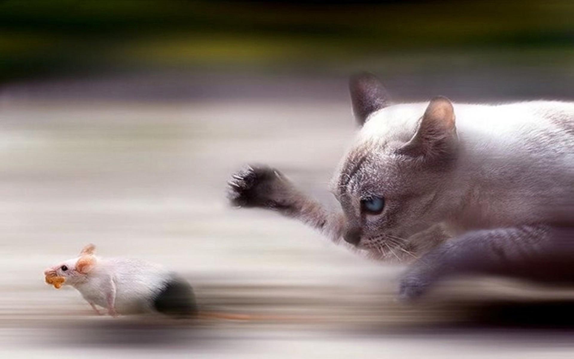 amazing, beautiful, fantastic, hunt, siamese, animals, mouse, cat, race, picture, nice, skyphoenixx1, 1080P, kittens, HD Wallpaper