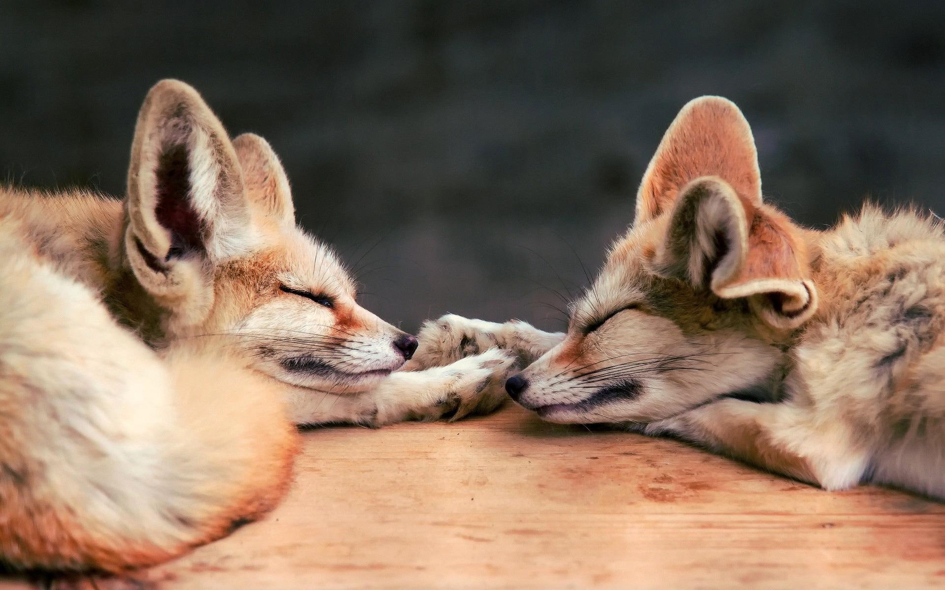 dreaming, foxy dreams, picture, animals, nice, wallpape, amazing, dreams, skyphoenixx1, 1080P, beautiful, foxy, fantastic, HD Wallpaper