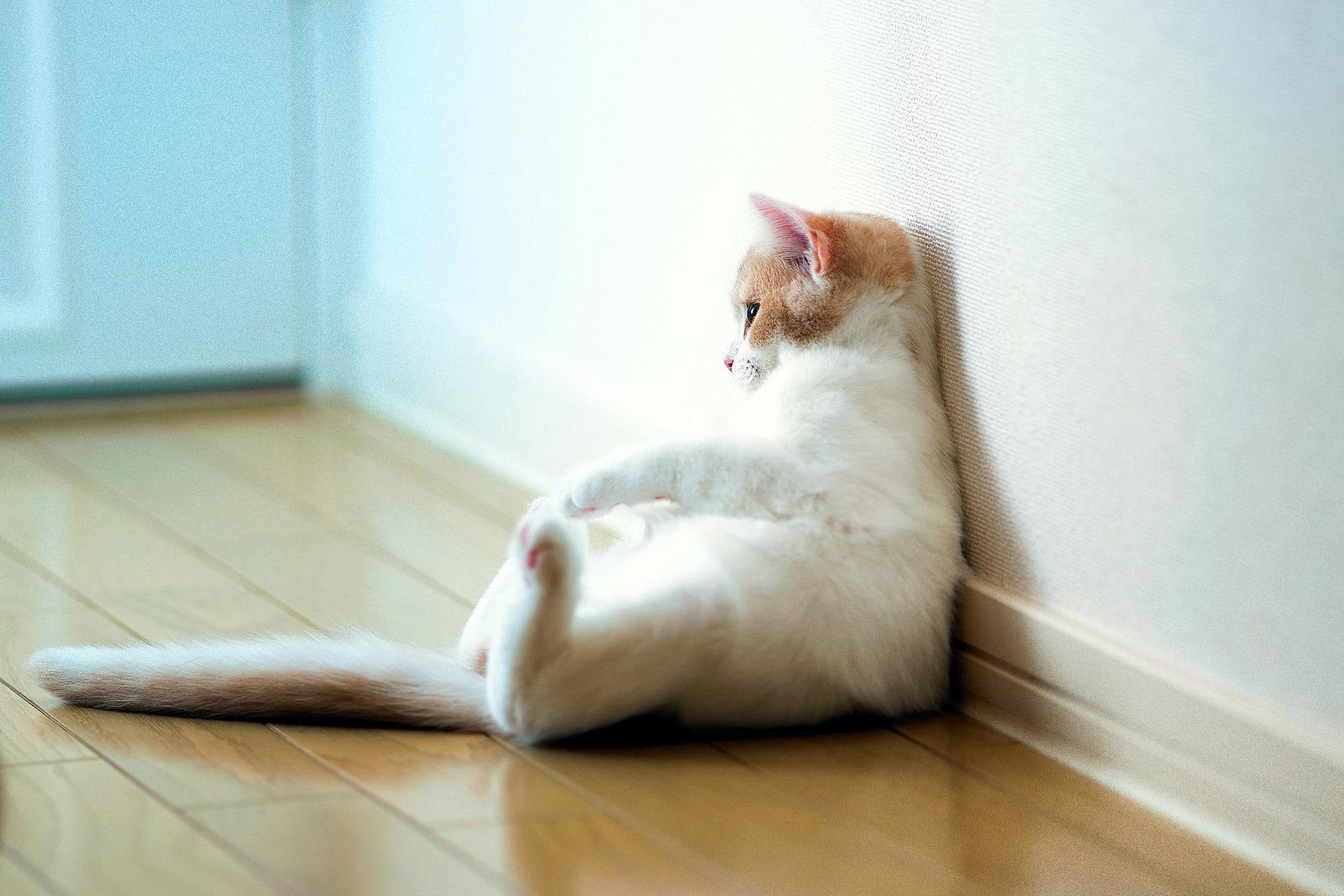 nice, pretty, fantastic, sweet, picture, little, skyphoenixx1, 1080P, break, room, amazing, kittens, beautiful, animals, HD Wallpaper