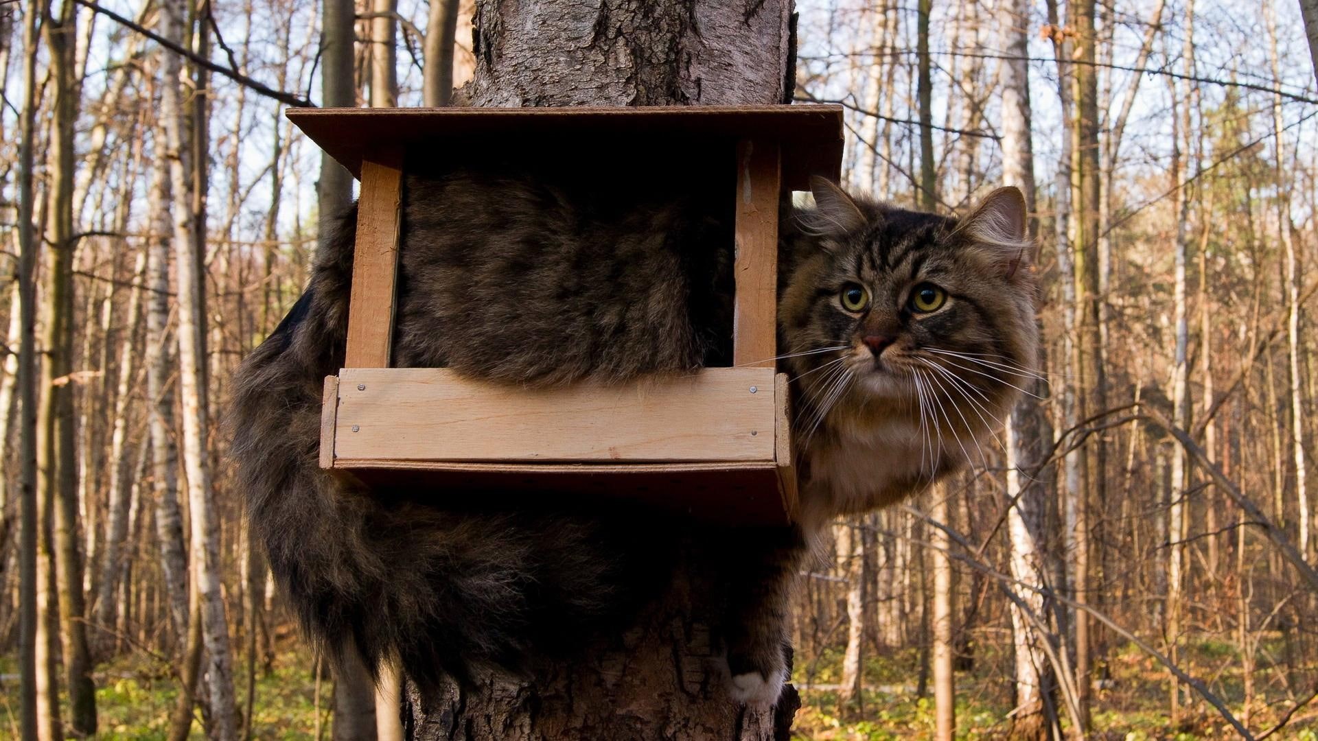 animals, beautiful, 1080P, amazing, skyphoenixx1, sweet, picture, fantastic, new, pret, home, kittens, nice, HD Wallpaper