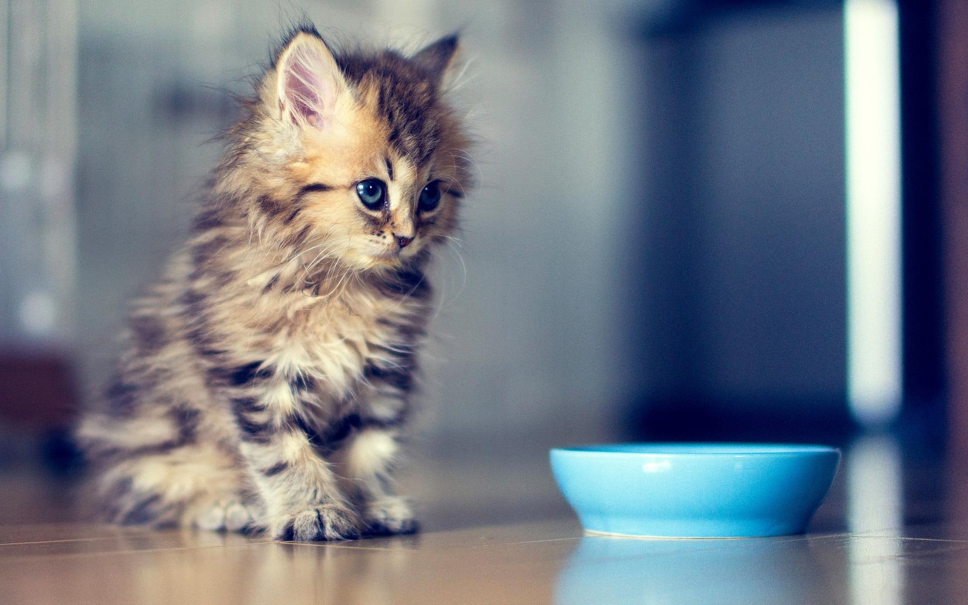 animals, amazing, beautiful, food, s, 1080P, picture, skyphoenixx1, nice, fantastic, meal, kittens, HD Wallpaper