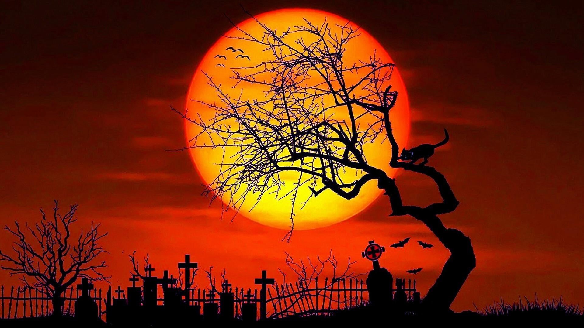 evening, tree, sunset, moon, halloween, cat, nature, outdoors, orange color, bare tree, cemetery, architecture, romantic sky, no people, cloud - sky, branch, HD Wallpaper