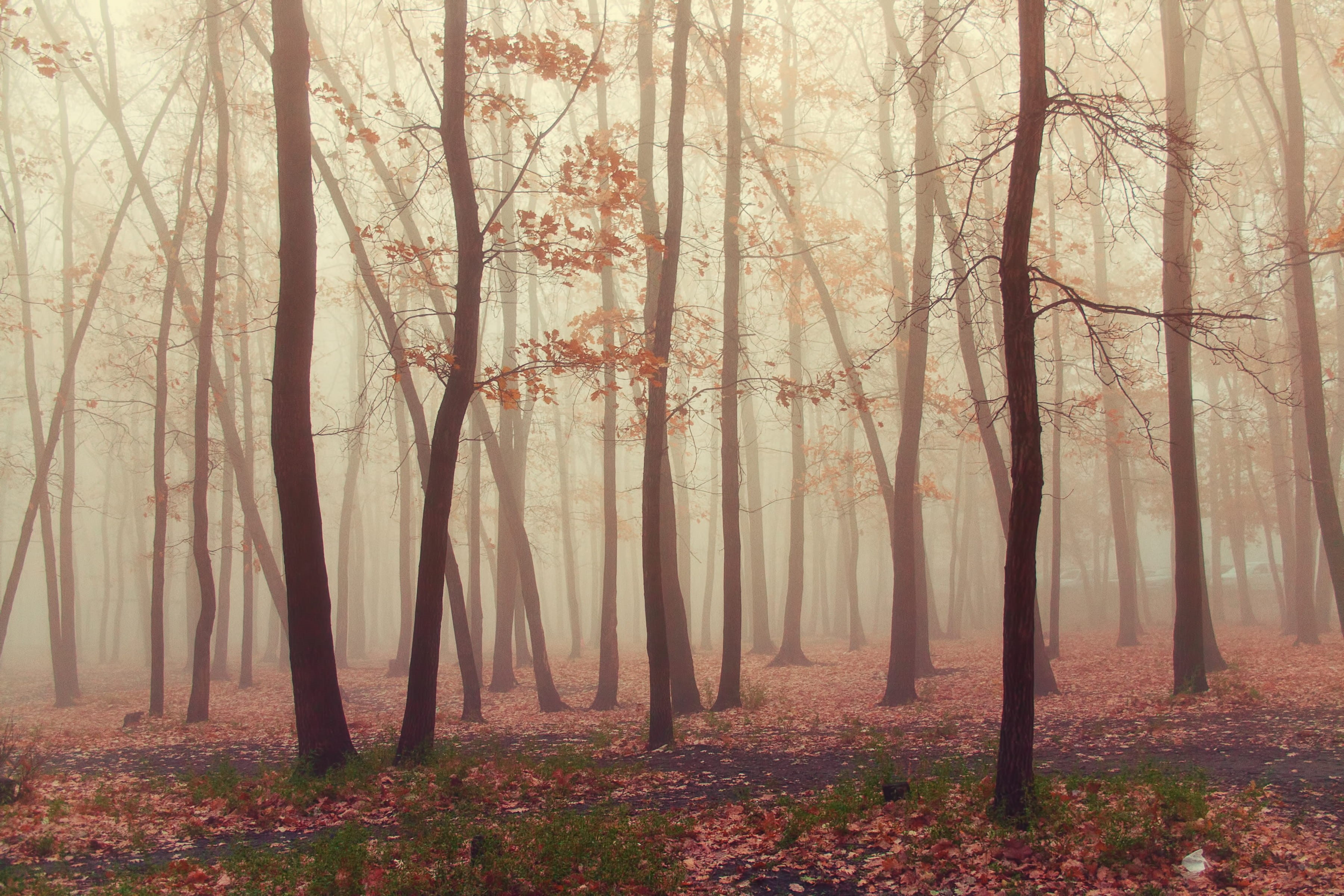dark, ground, wet, non-urban scene, fantasy, mood, misty, woodland, weather, tranquil scene, fog, morning, landscape, trunk, change, plant, silenthill, HD Wallpaper
