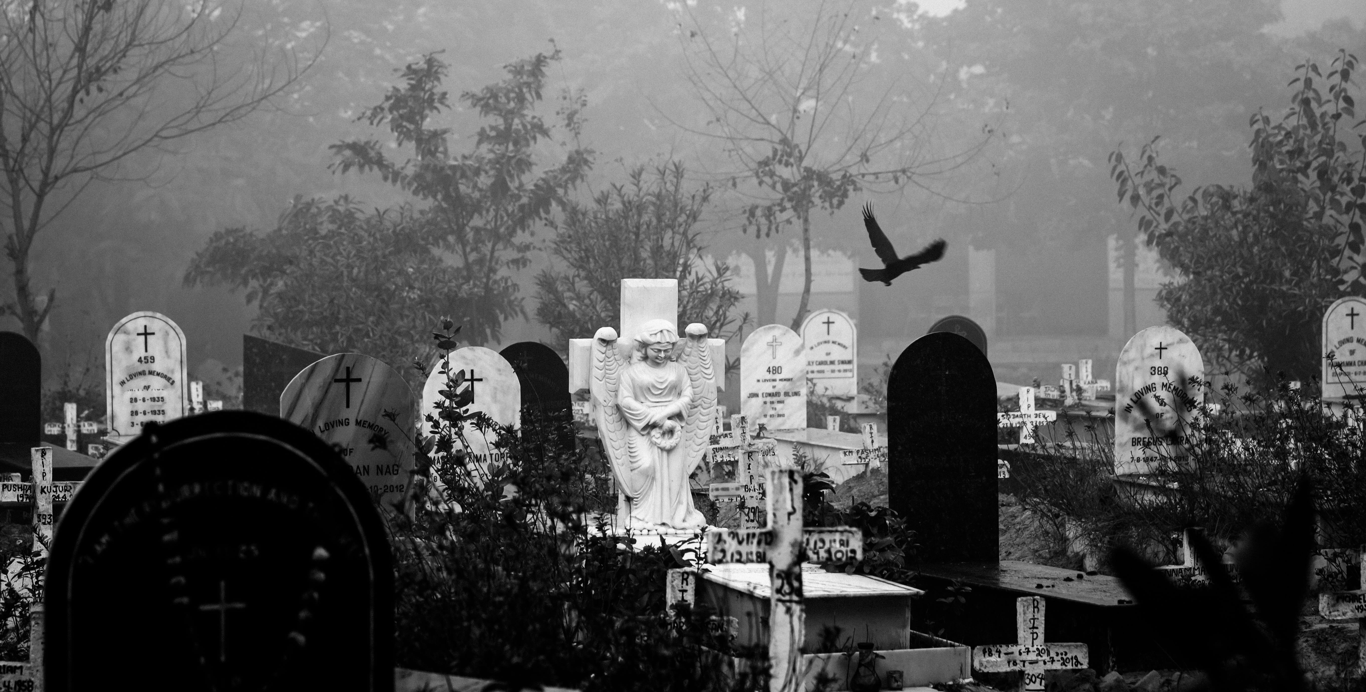 man, near, tombstone, death, halloween, resting, ancient, tombs, burial, graveyard, animal themes, tomb, standing, religion, bird, adult, monument, landscape, HD Wallpaper
