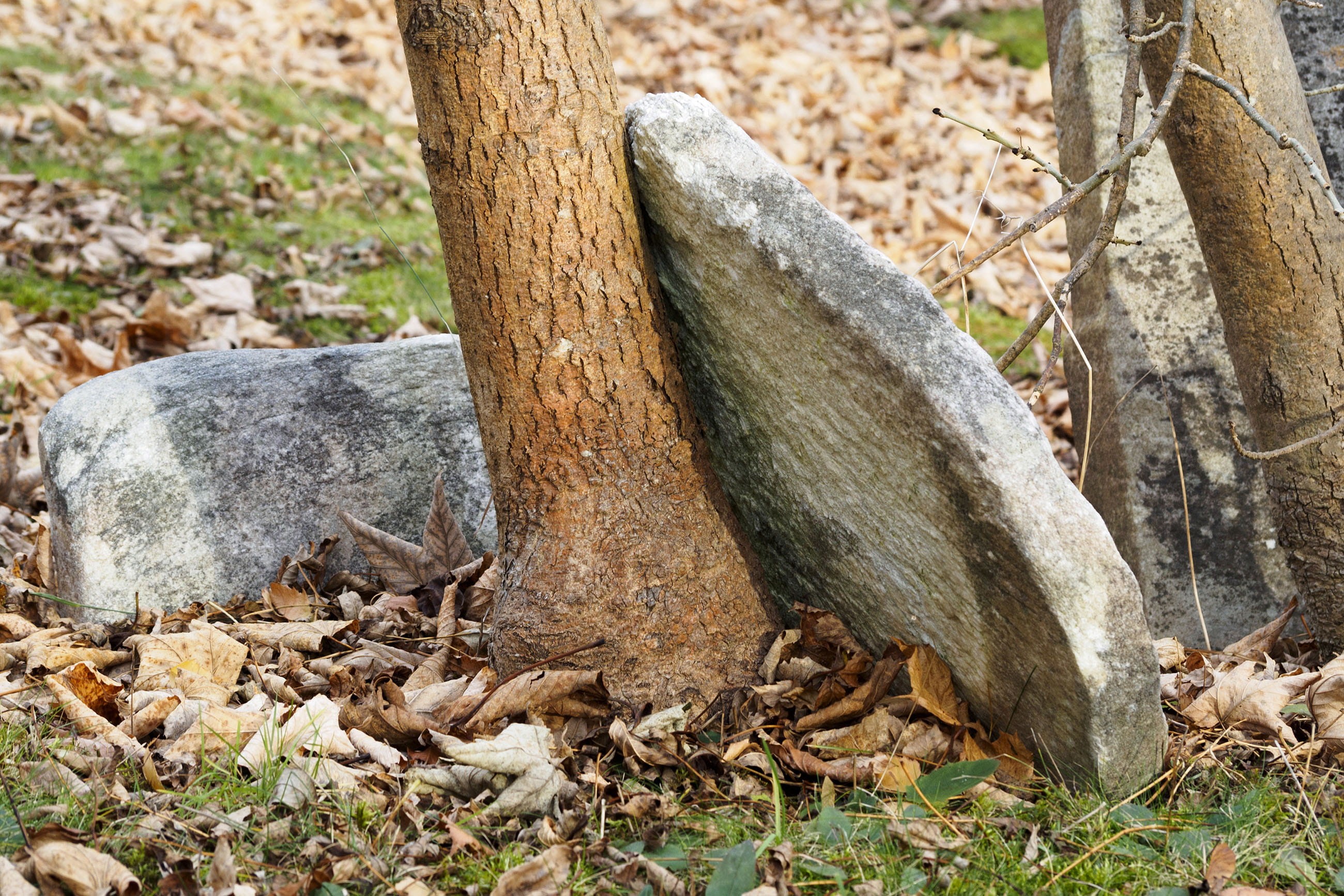 trunk, dead, wood, graveyard, grass, trees, tree trunk, memorial, spooky, autumn, focus on foreground, 2K, woods, ancient, faith, stone, forest, holy, HD Wallpaper