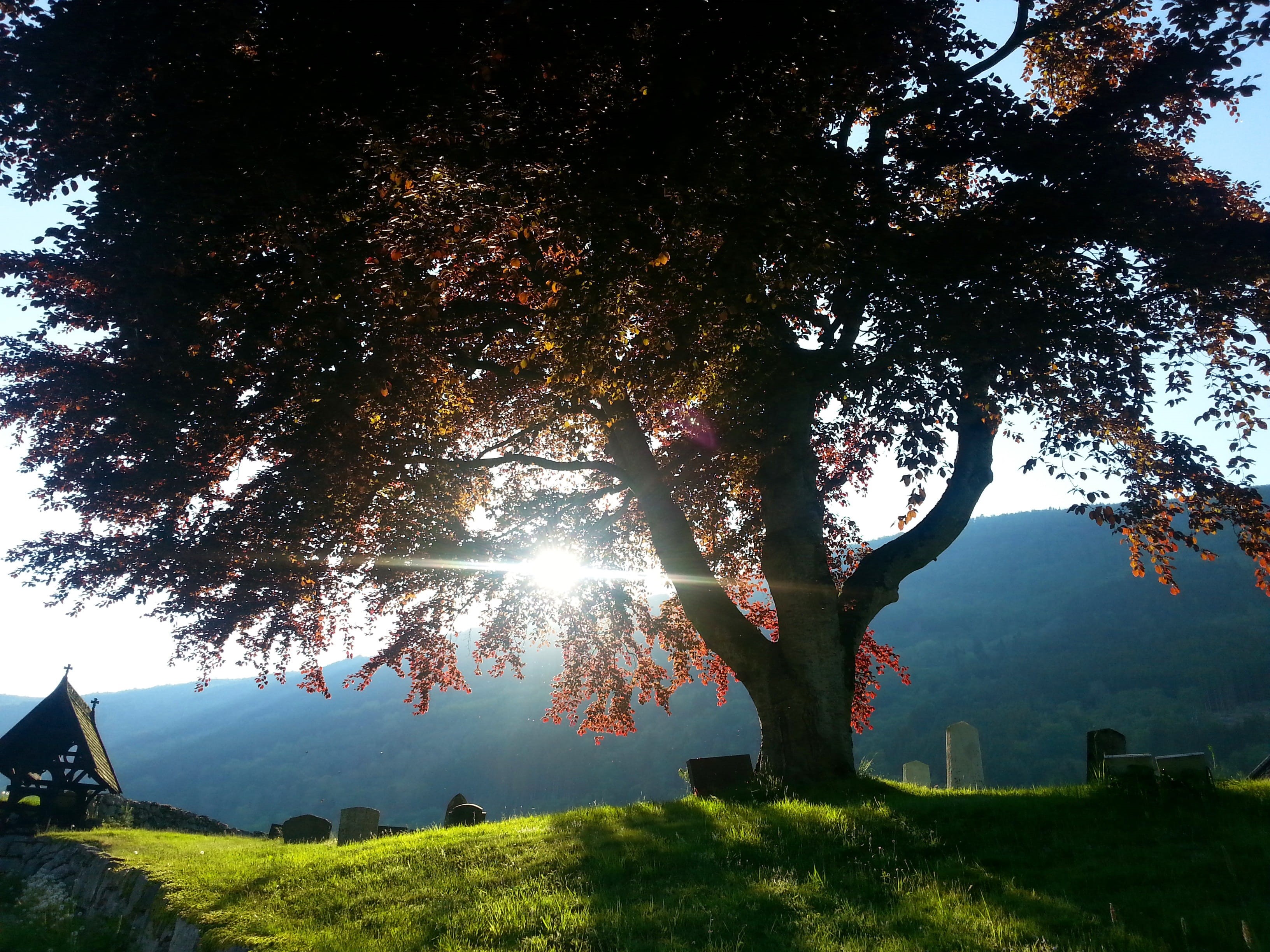 church, loss, grief, lens flare, religion, nature, sunset, peace, headstone, red, 2K, growth, landscape, tree, day, sky, leaves, tree trunk, tomb, beauty in nature, HD Wallpaper