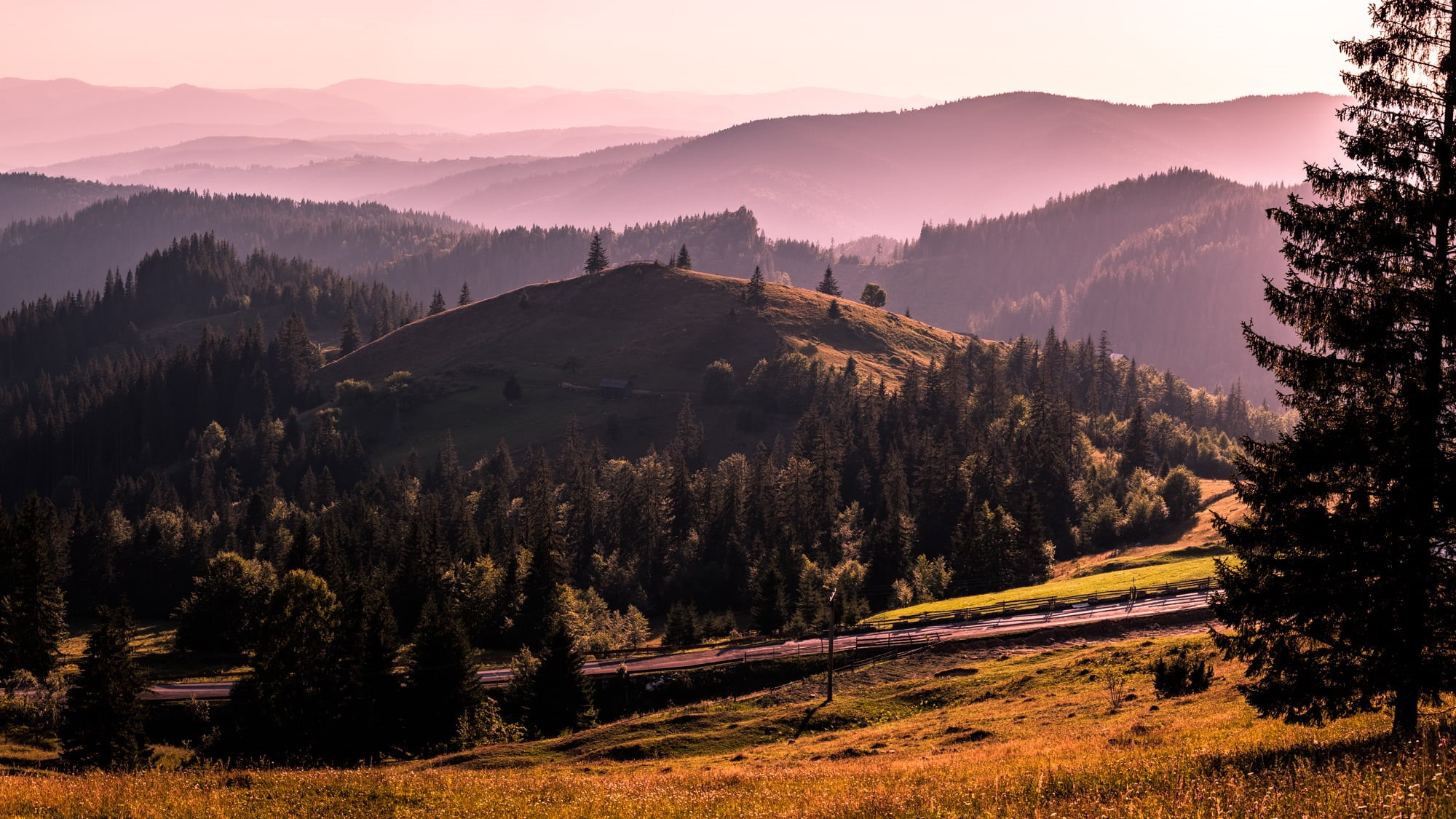 brown, autumn, field, tree, Bukovina, 1080P, grass  trees, grasses, Suceava, forest, region, black, outdoor, outdoors, light, scenics, Sunset, nature, HD Wallpaper