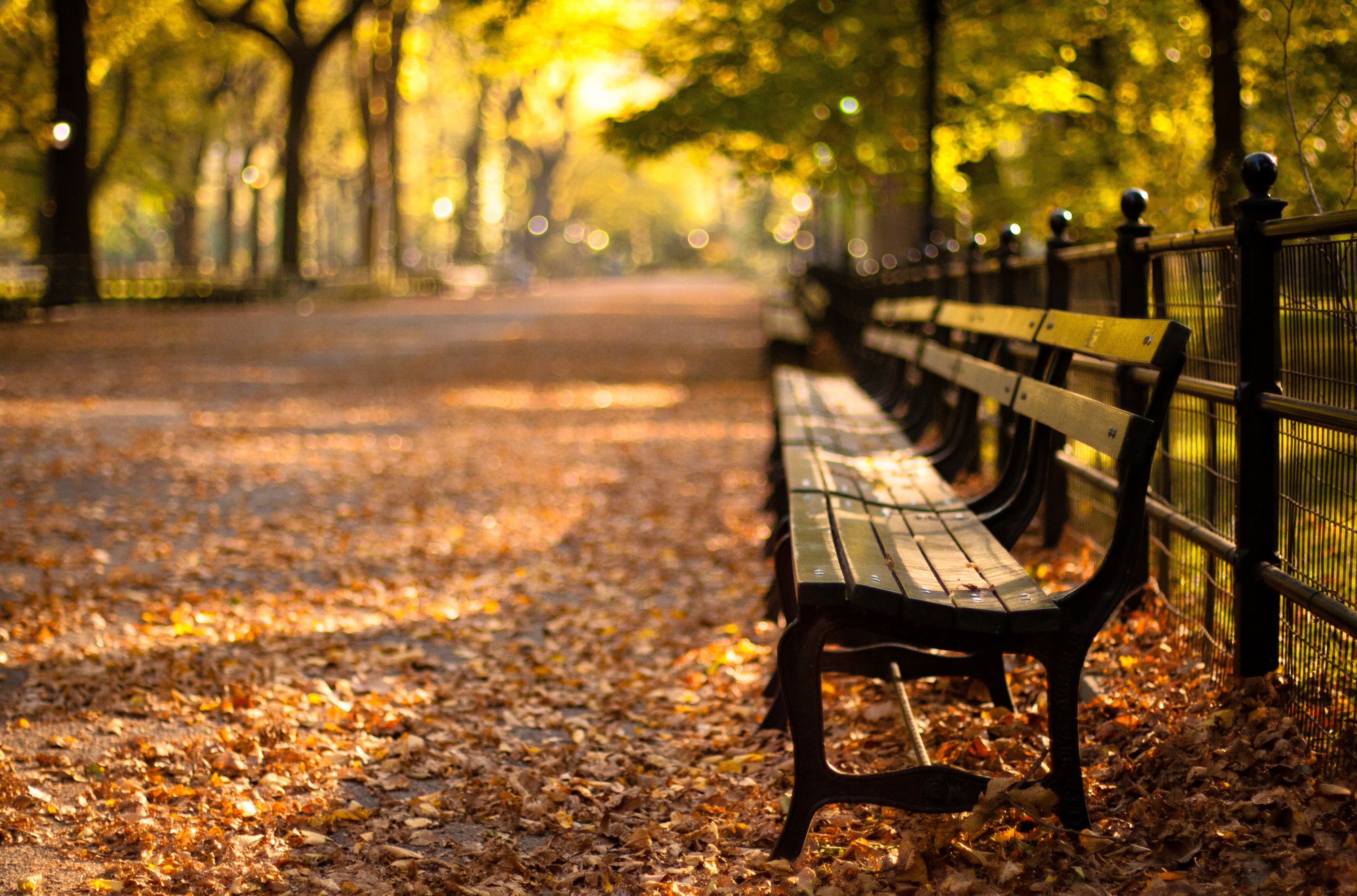 october, autumn, central, footpath, park - Man Made Space, sunset, nature, yellow, shift, season, orange Color, photography, tree, 2K, park, surrounded, HD Wallpaper