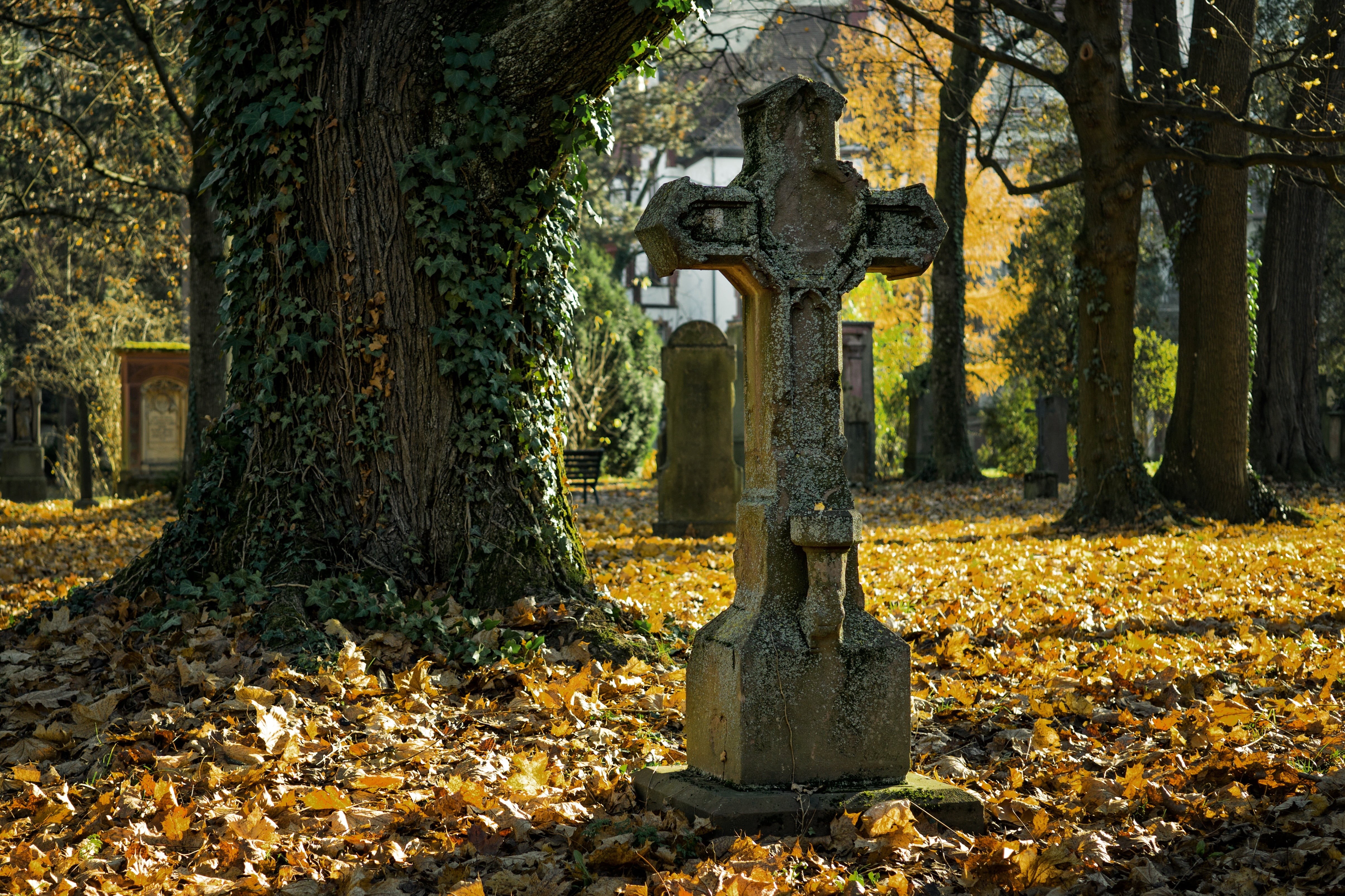 death, nature, cross, change, leaf, fall, trunk, history, concrete, autumn, growth, plant part, tree, tree trunk, the past, grave, graveyard, autumn light, HD Wallpaper