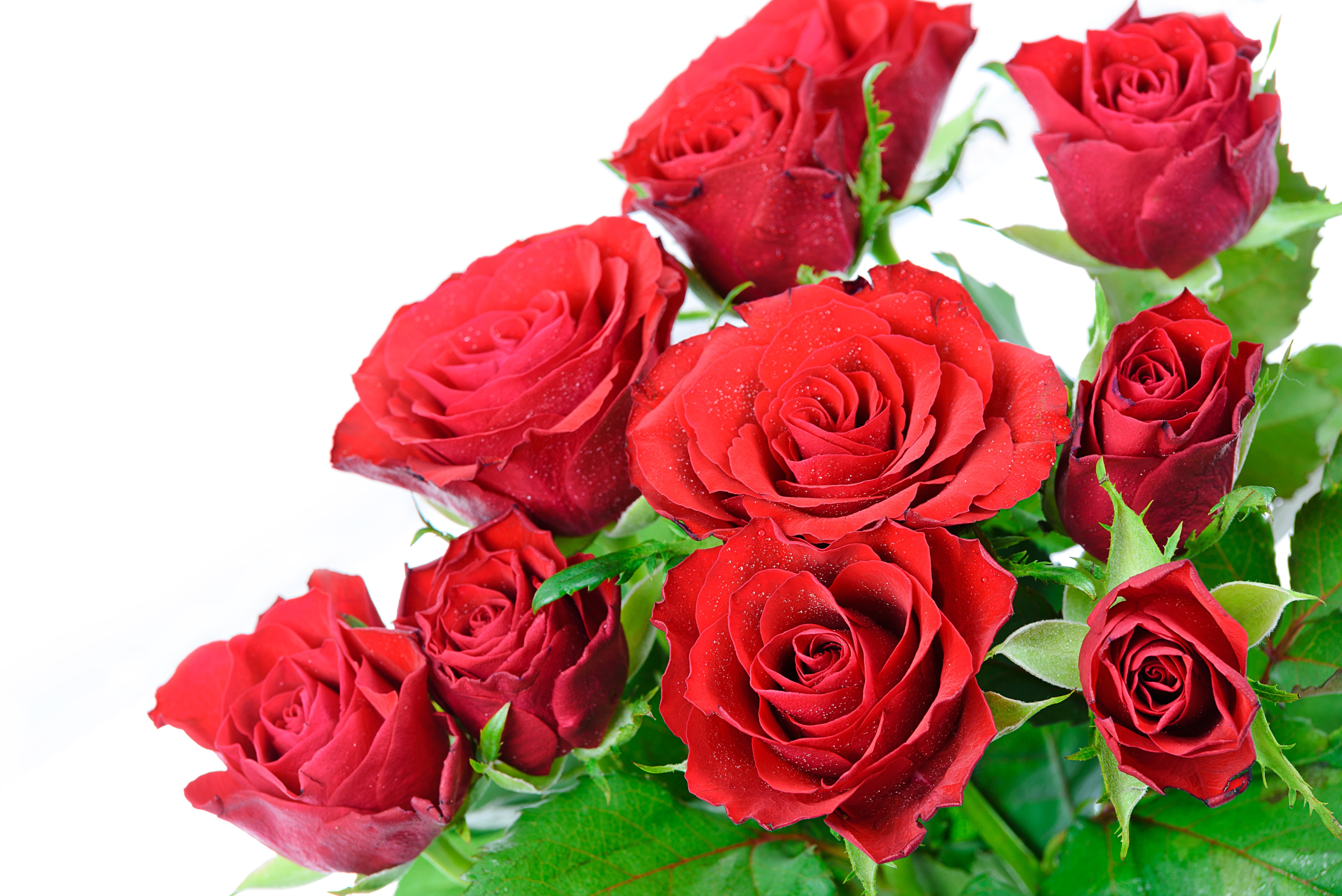 flowering plant, leaf, love, fashionable, vulnerability, rose - flower, valentines day - holiday, card, luxury, hdr, boost, wedding, elegance, ornament, HD Wallpaper