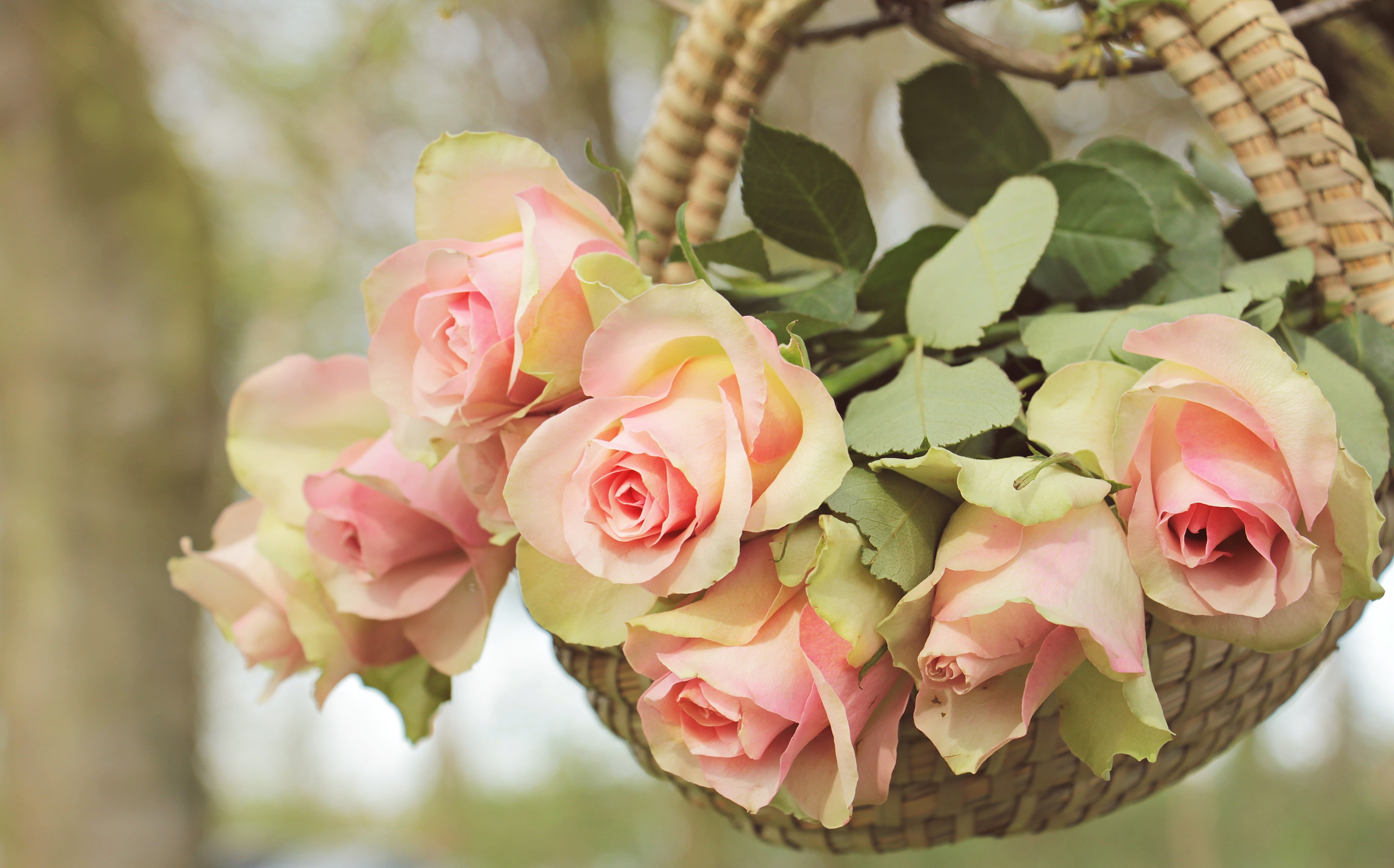 greeting card, flower greeting card, pink Color, romance, emotions, thank you, fragrance, plant, flora, birthday card, plant part, decoration, sweet, beauty, HD Wallpaper