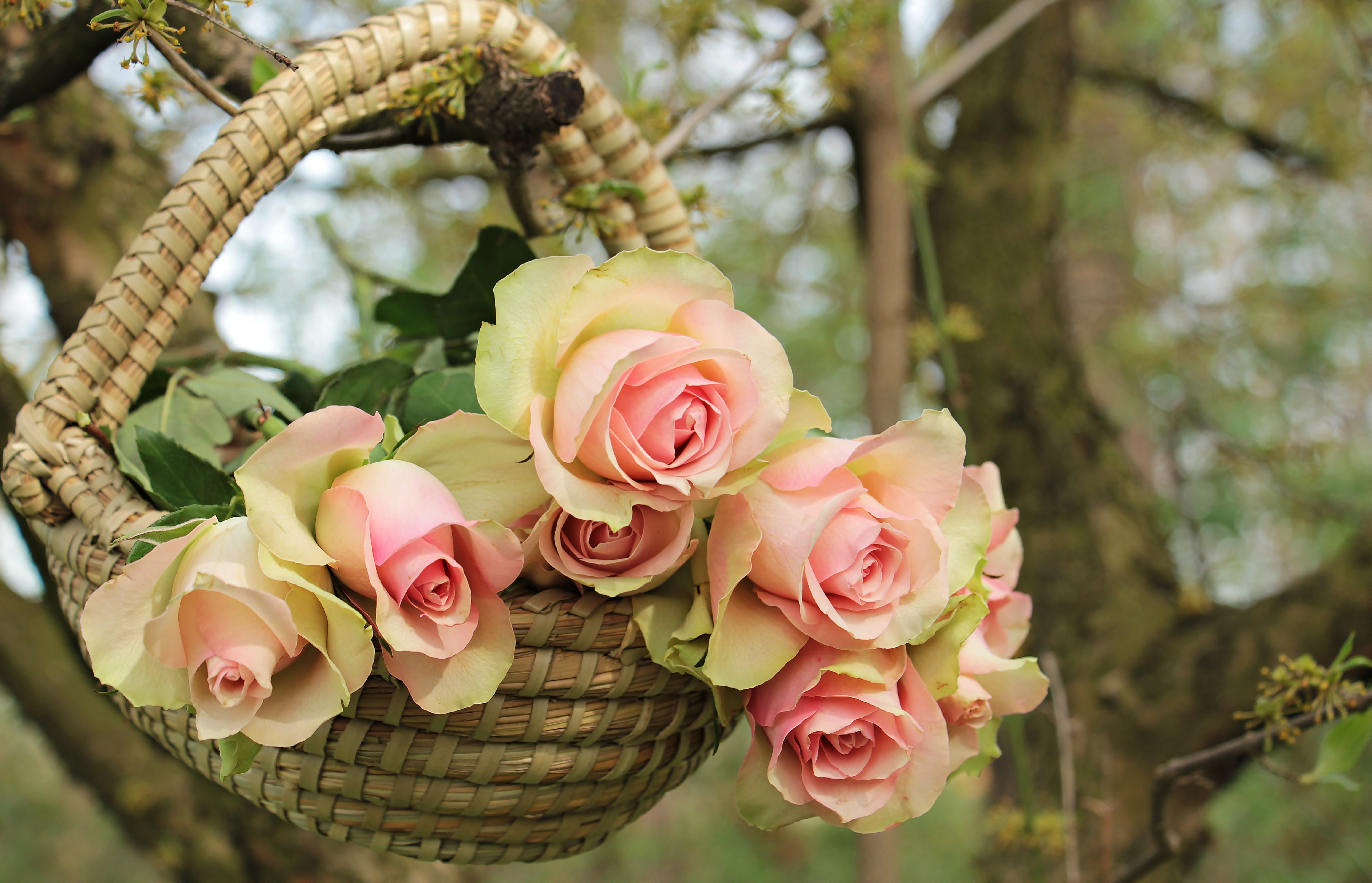 rose, flower, springtime, summer, petal, rose flower, branch, floral greeting, flora, outdoors, romance, flowers, focus on foreground, postcard, bouquet, HD Wallpaper