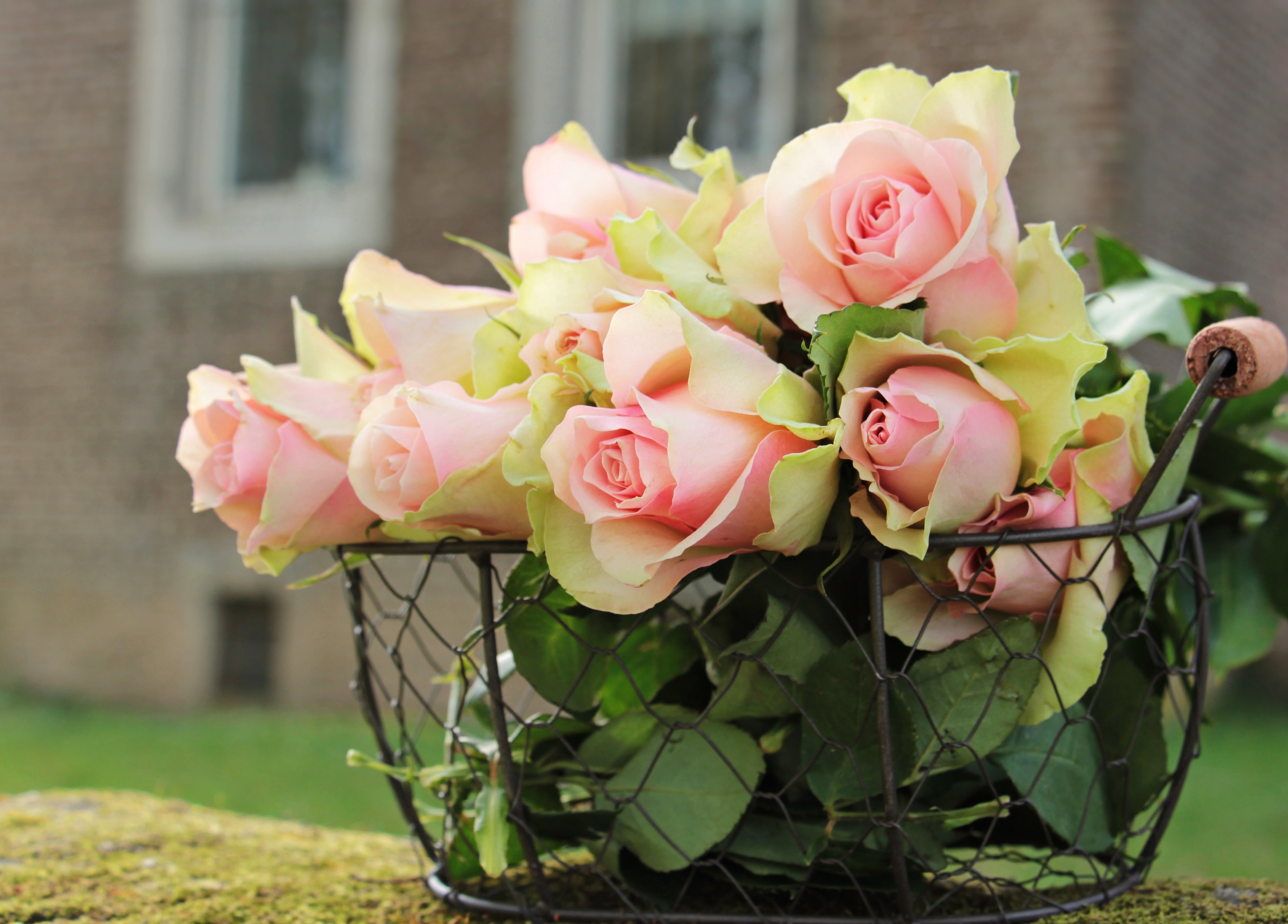 beauty, spring greetings, decoration, home, flora, nature, outdoors, postcard, pink Color, flower, noble roses, flower head, flower arrangement, freshness, HD Wallpaper