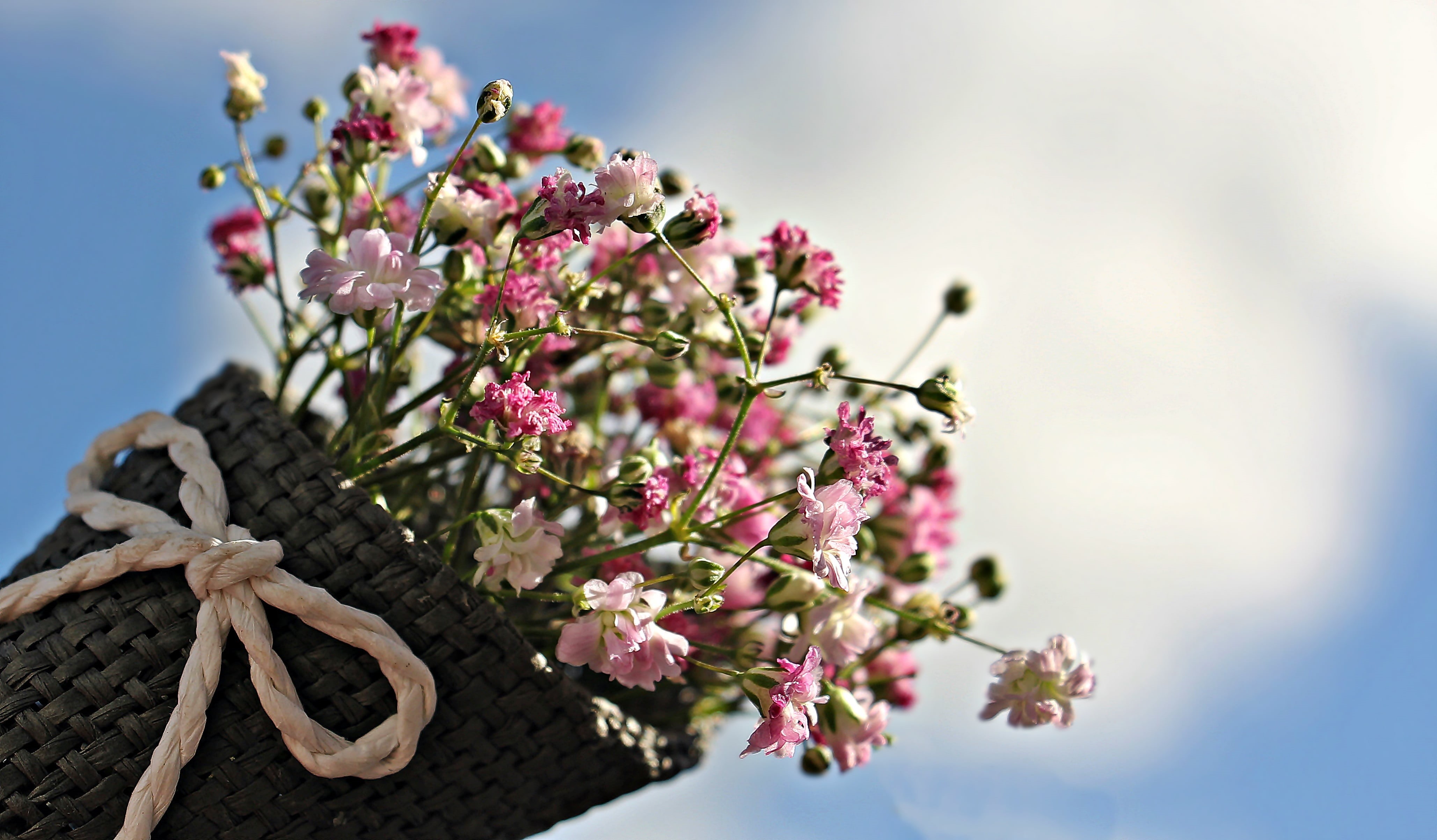 close-up, branch, bag, pink flowers, white flowers, background image, outdoors, bag with loop, background, floral greeting, carnation family, purple, pink color, HD Wallpaper